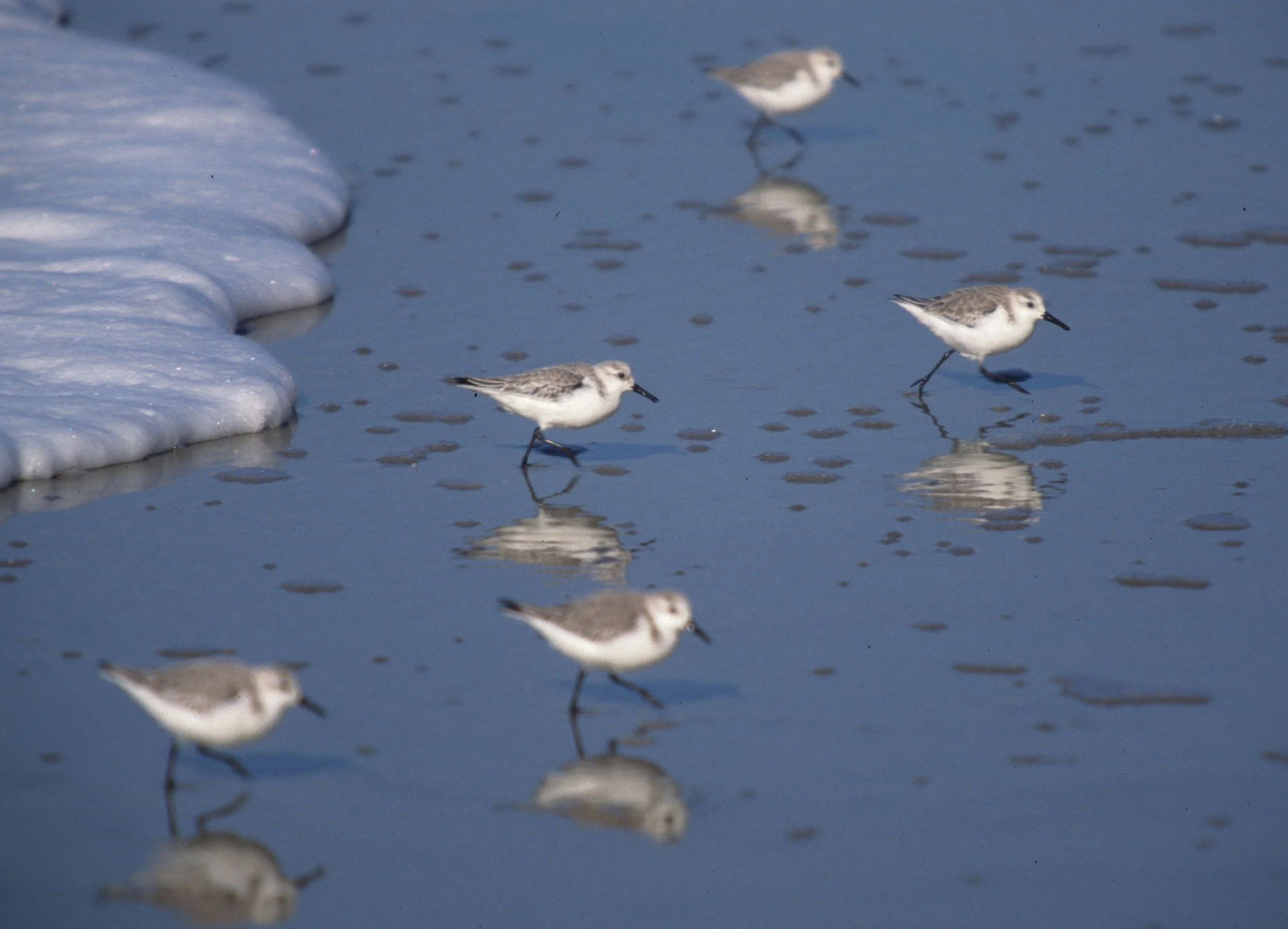 BIRD - SANDERLING - POINT REYES CALIF.jpg