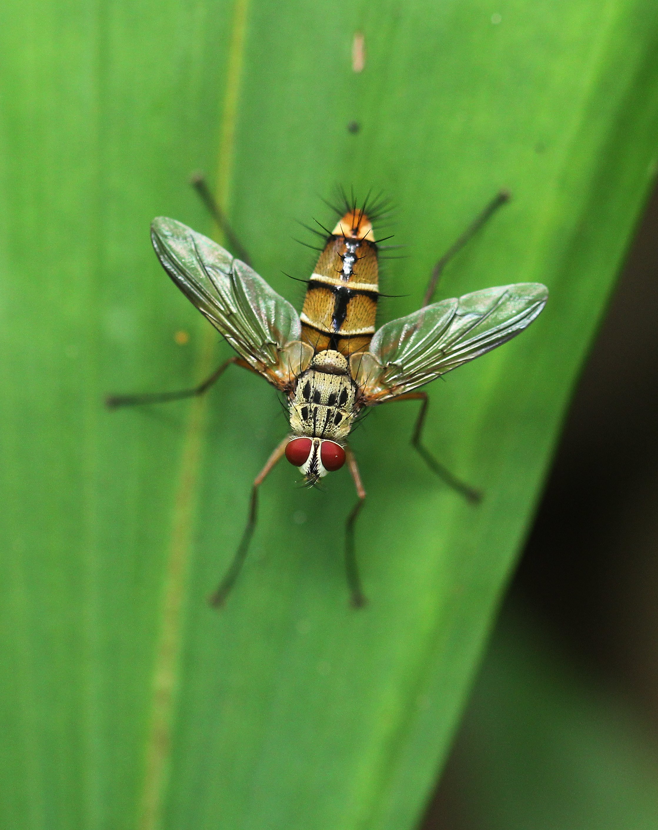 Order Diptera — Coke Smith Wildlife