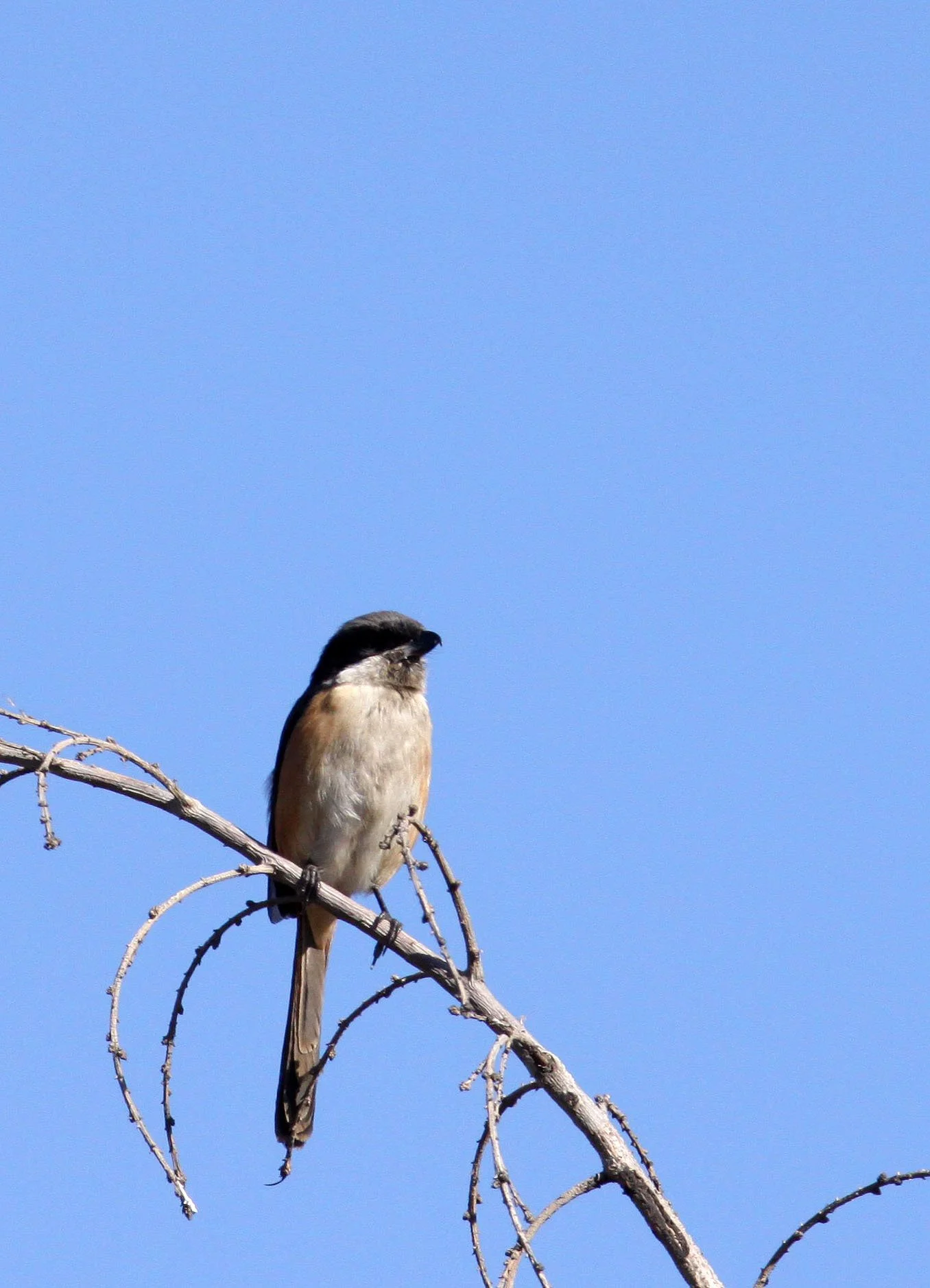 Long-tailed Shrike (Lanius schach) Cao Hai Wetlands Yunnan China (4).JPG