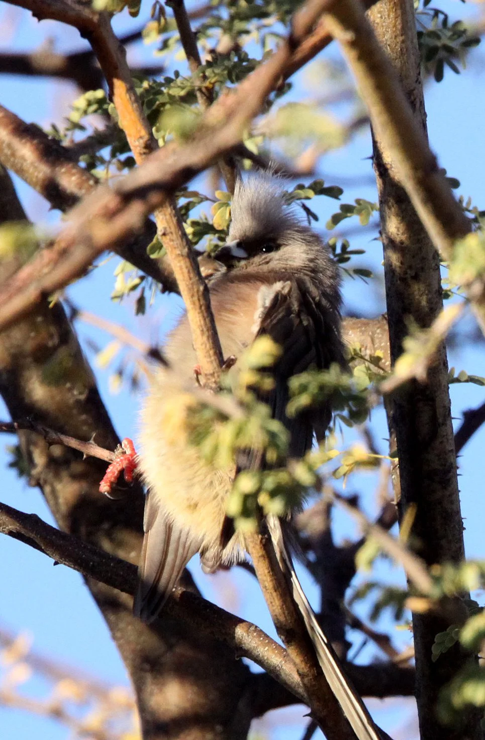 White-backed Mousebird (Colius colius) Augrabies Falls South Africa (1).JPG