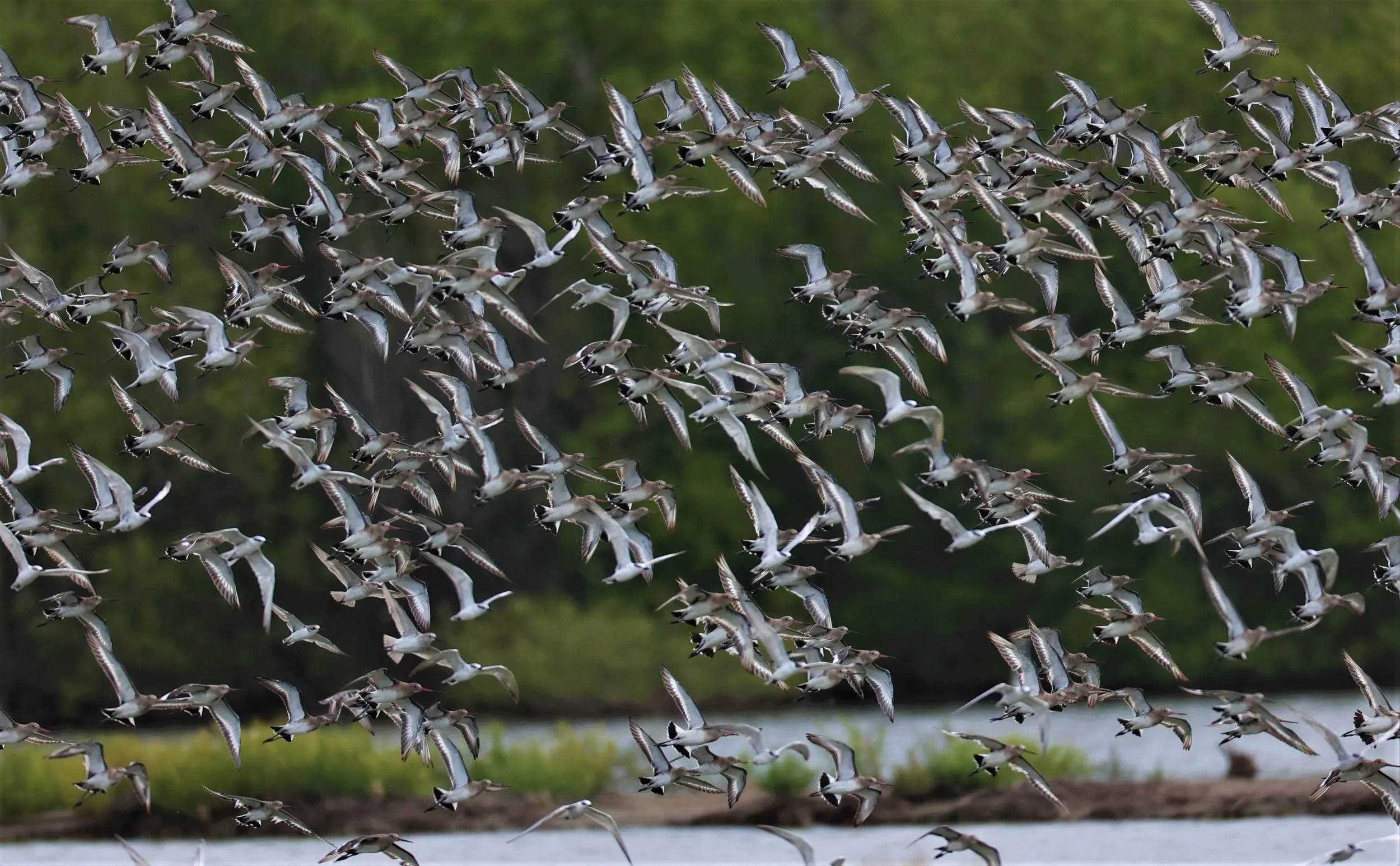GODWIT - BLACK-TAILED GODWIT - Limosa limosa - BANG PU MANGROVE FOREST 13 OCT 2021 (7).jpg