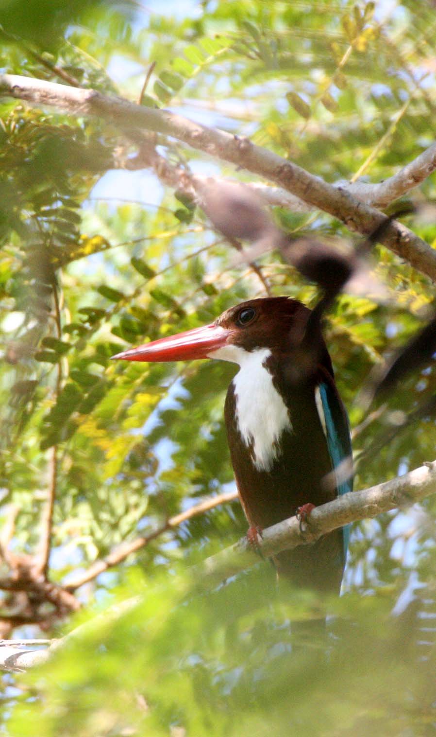 2016 Koh Lanta TheOtherSideVillas - Nature at our Home (23).JPG