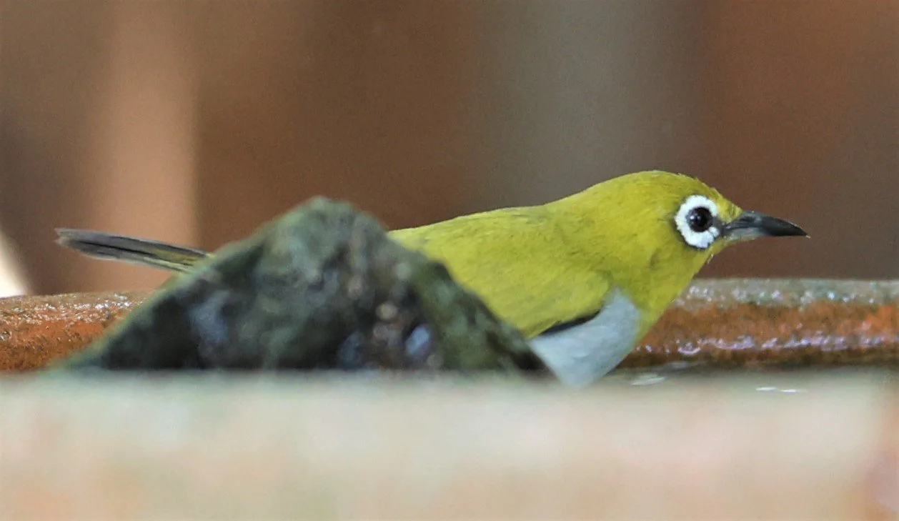Swinhoe's White-eye (Zosterops simplex) Bang Pu Recreational Park & Mangrove Forest (28).jpg