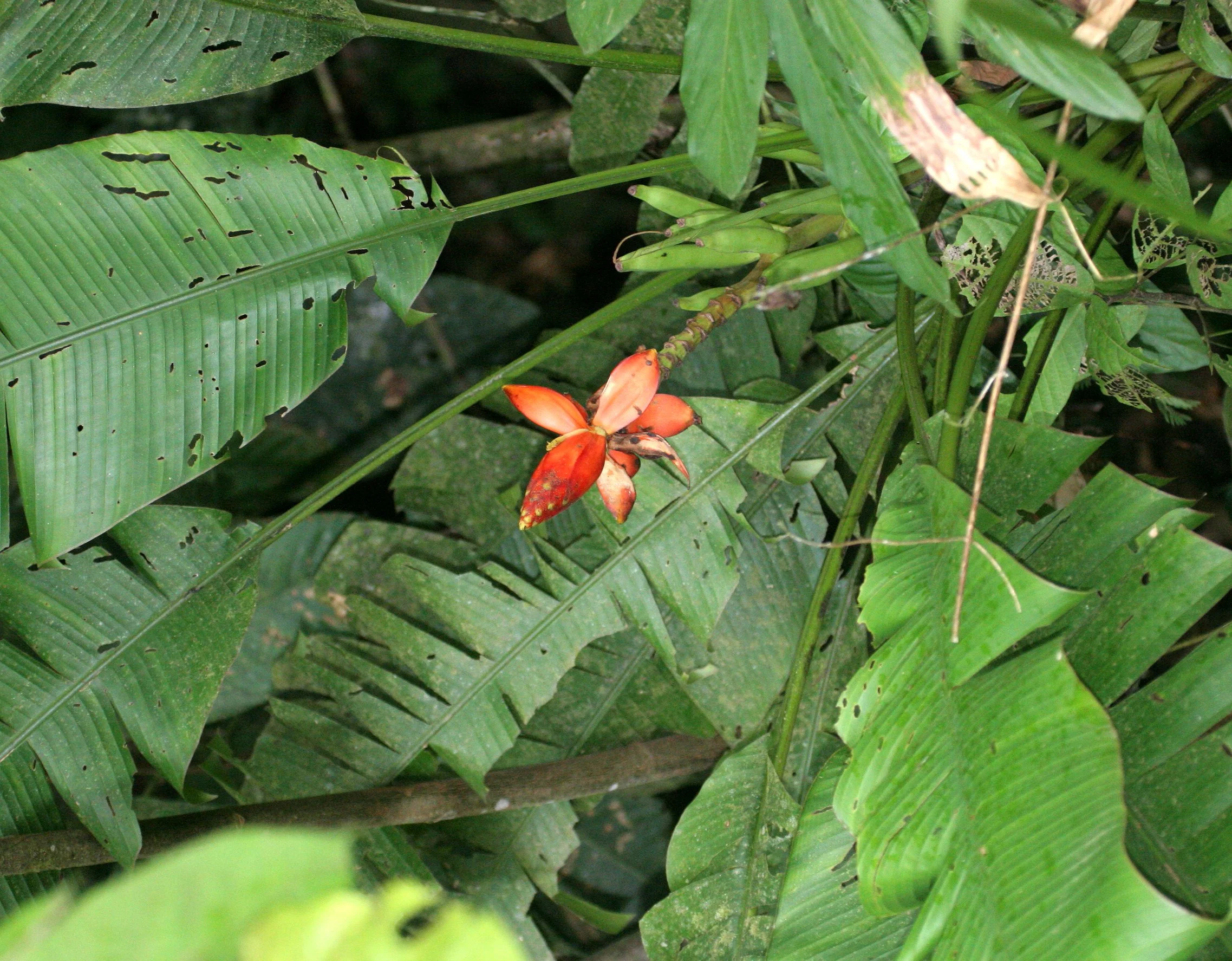 DANUM VALLEY BORNEO - WILD BANANA (2).JPG