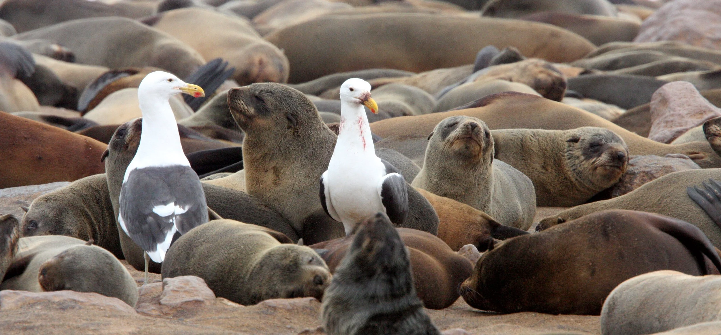BIRD - GULL - CAPE OR KELP GULL - LARUS VETULA - CAPE CROSS NAMIBIA (3).JPG