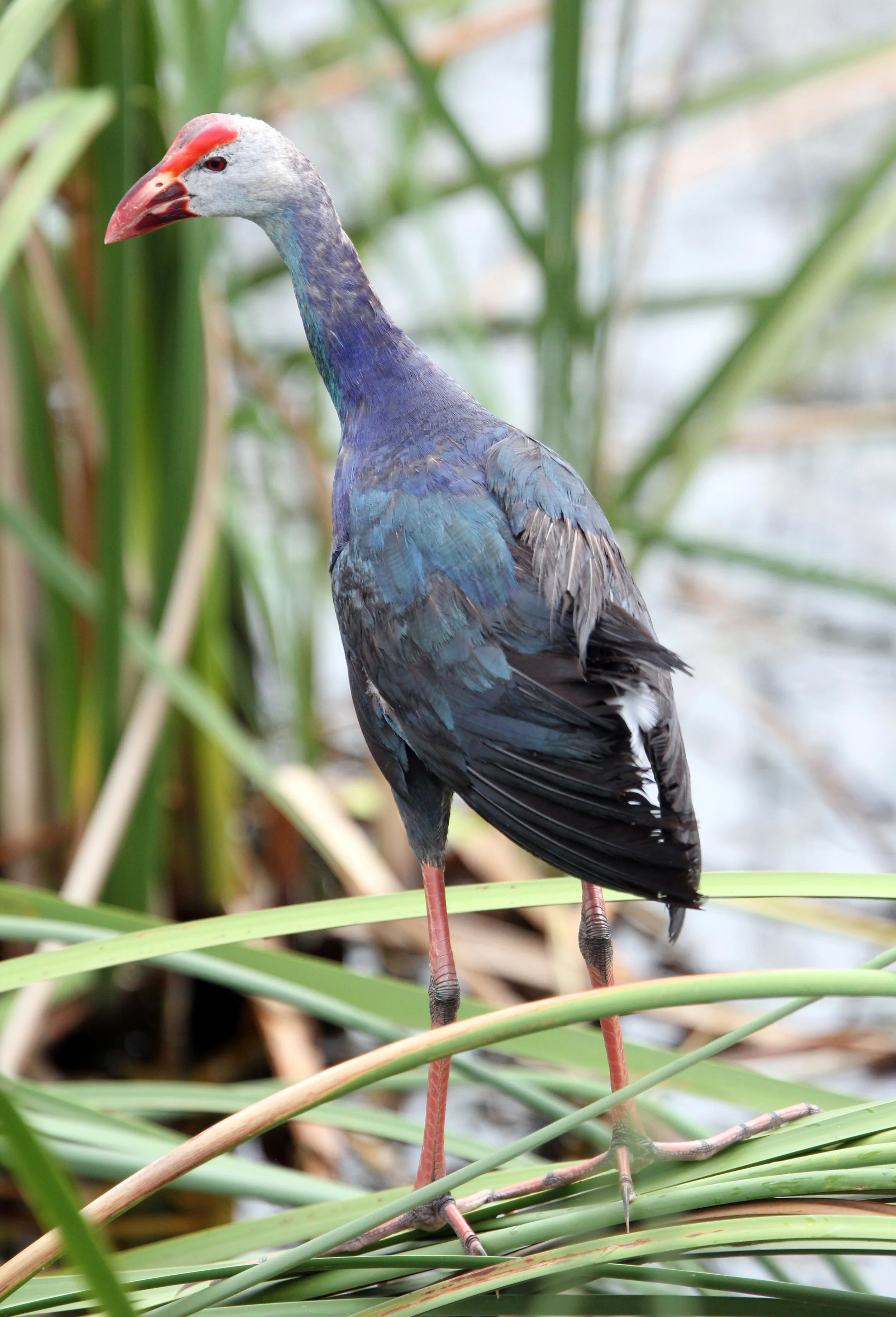 Purple Swamphen (Porphyrio porphyrio) Khao Sam Roi Yod Thailand (21).JPG