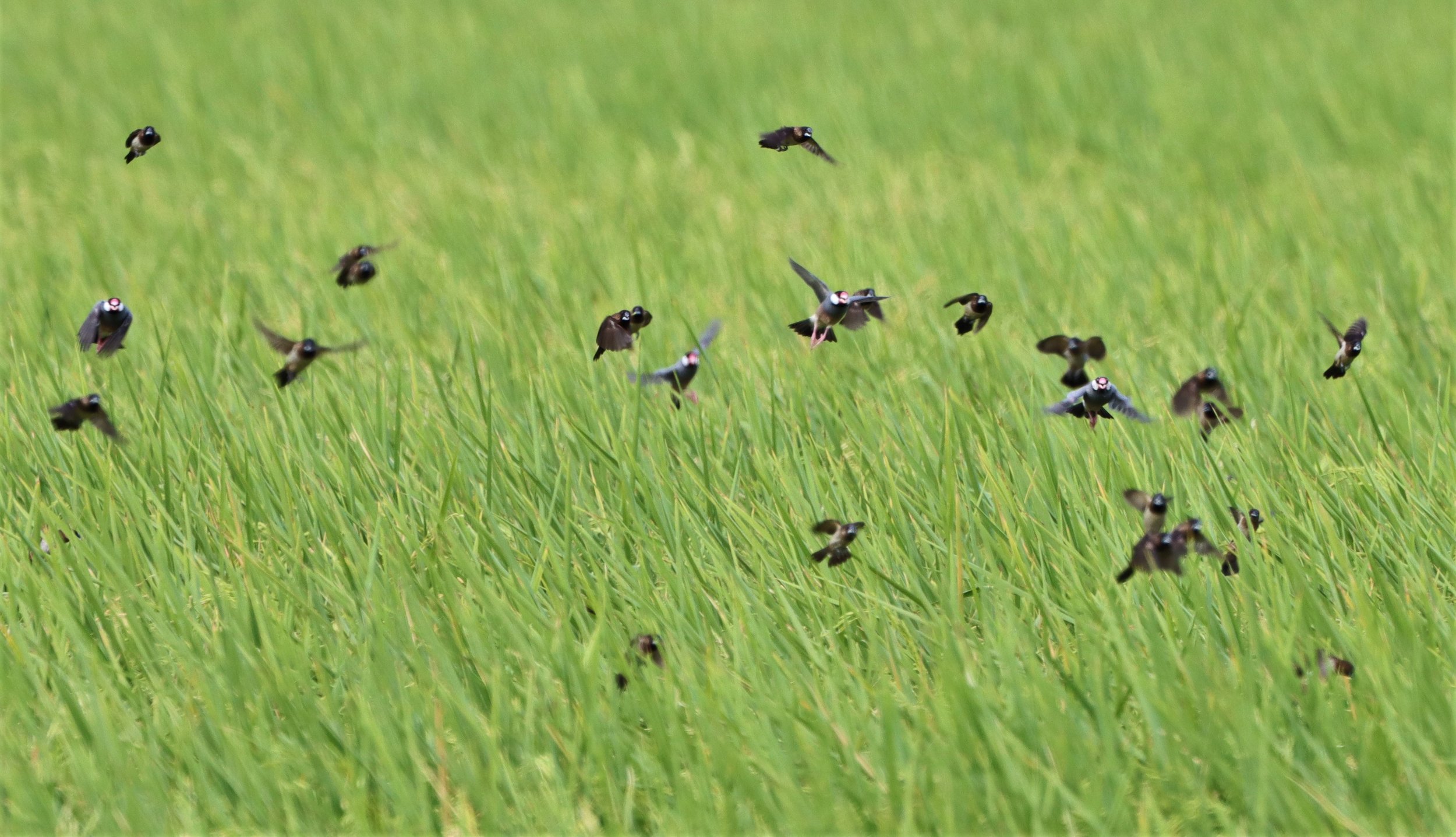 SPARROW - JAVA SPARROW - Lonchura oryzivora - WHITE-RUMPED MUNIA AND SCALY BREASTED MUNIA - PATHUM THANI RICE RESEARCH CENTER (2).jpg