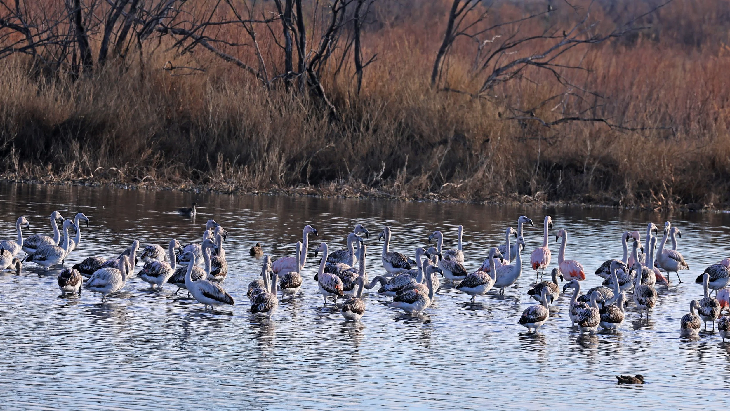 Chilean Flamingo (Phoenicopterus chilensis) Lagunas del Ornitólogo, Trelew Argentina (14).jpg