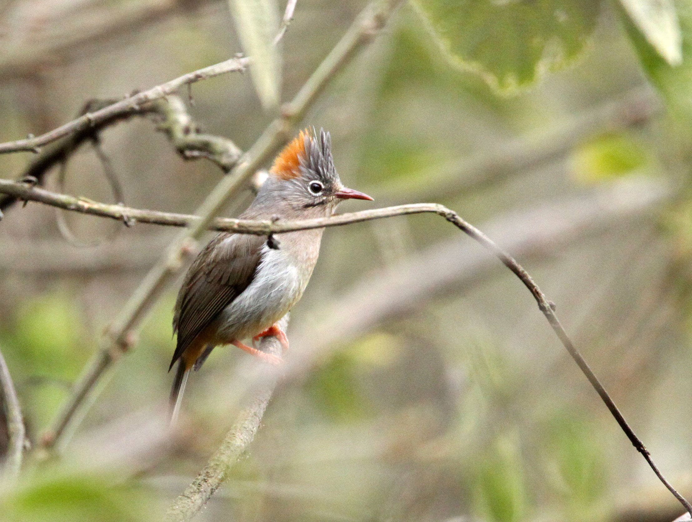 Rufous-vented Yuhina (Yuhina occipitalis) Wuliangshan Reserve, Yunnan China (2).JPG