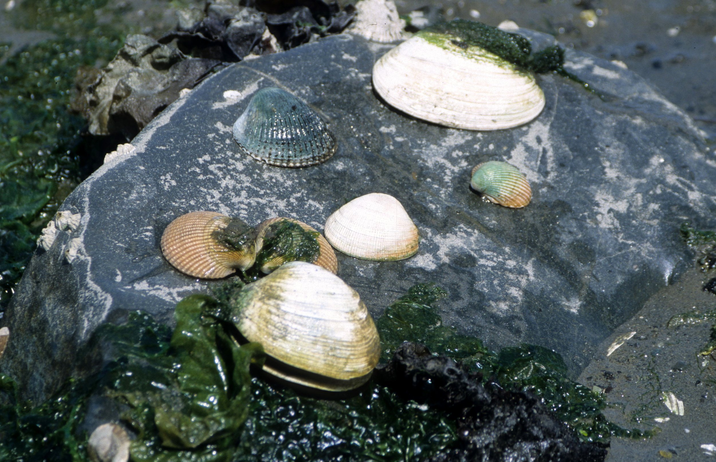 INVERTS - INTERTIDAL - MOLLUSCA - BIVALVE - MISC SPECIES.jpg