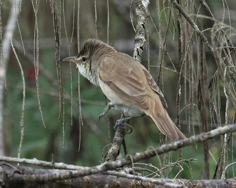WARBLER - ORIENTAL REED WARBLER - Acrocephalus orientalis - PAK PHAYUN DISTRICT, PATTHALUNG APRIL 2022 (12).jpg