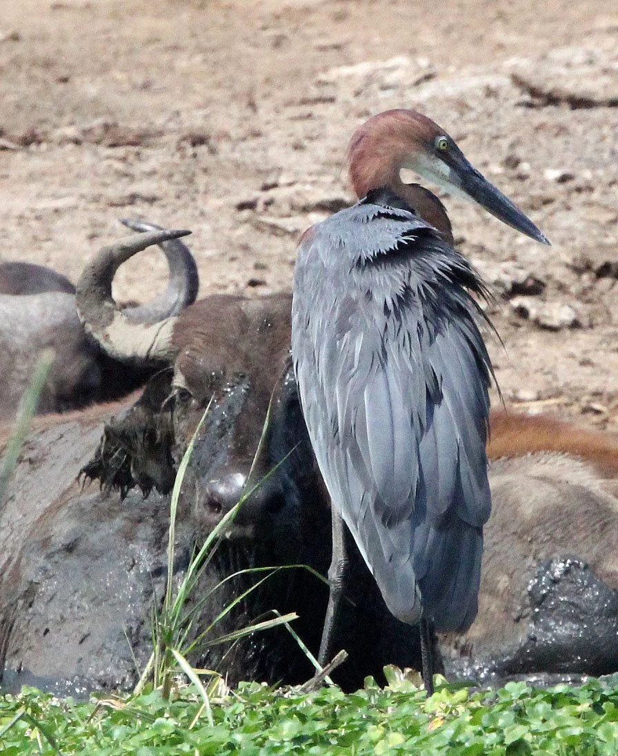 HERON - GOLIATH HERON - Ardea goliath - QUEEN ELIZABETH NATIONAL PARK UGANDA (2).JPG