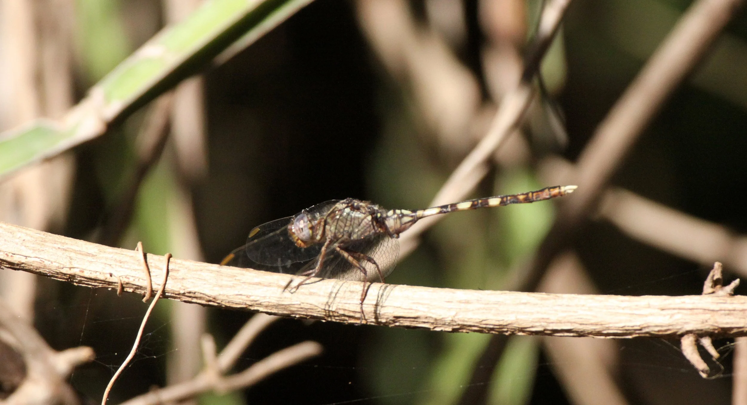 Odonata - Species 12 - Berenty Reserve, Madagascar