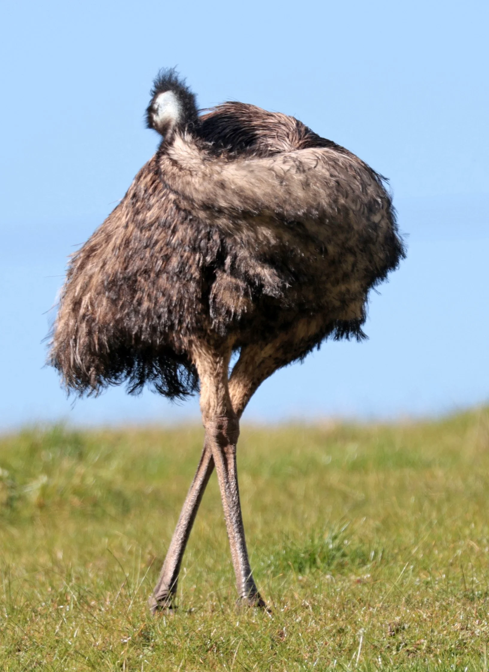 Emu (Dromaius novaehollandiae) Mt Frankland NP - Western Australia (21).jpg