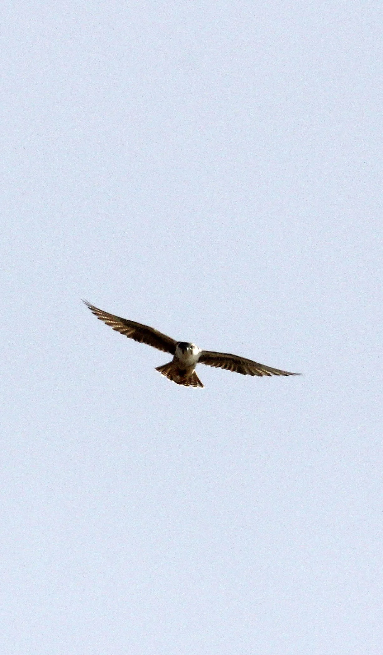 Falco cherrug - SAKER FALCON - DONG GEI CUO NA LAKE QINGHAI CHINA (13).JPG