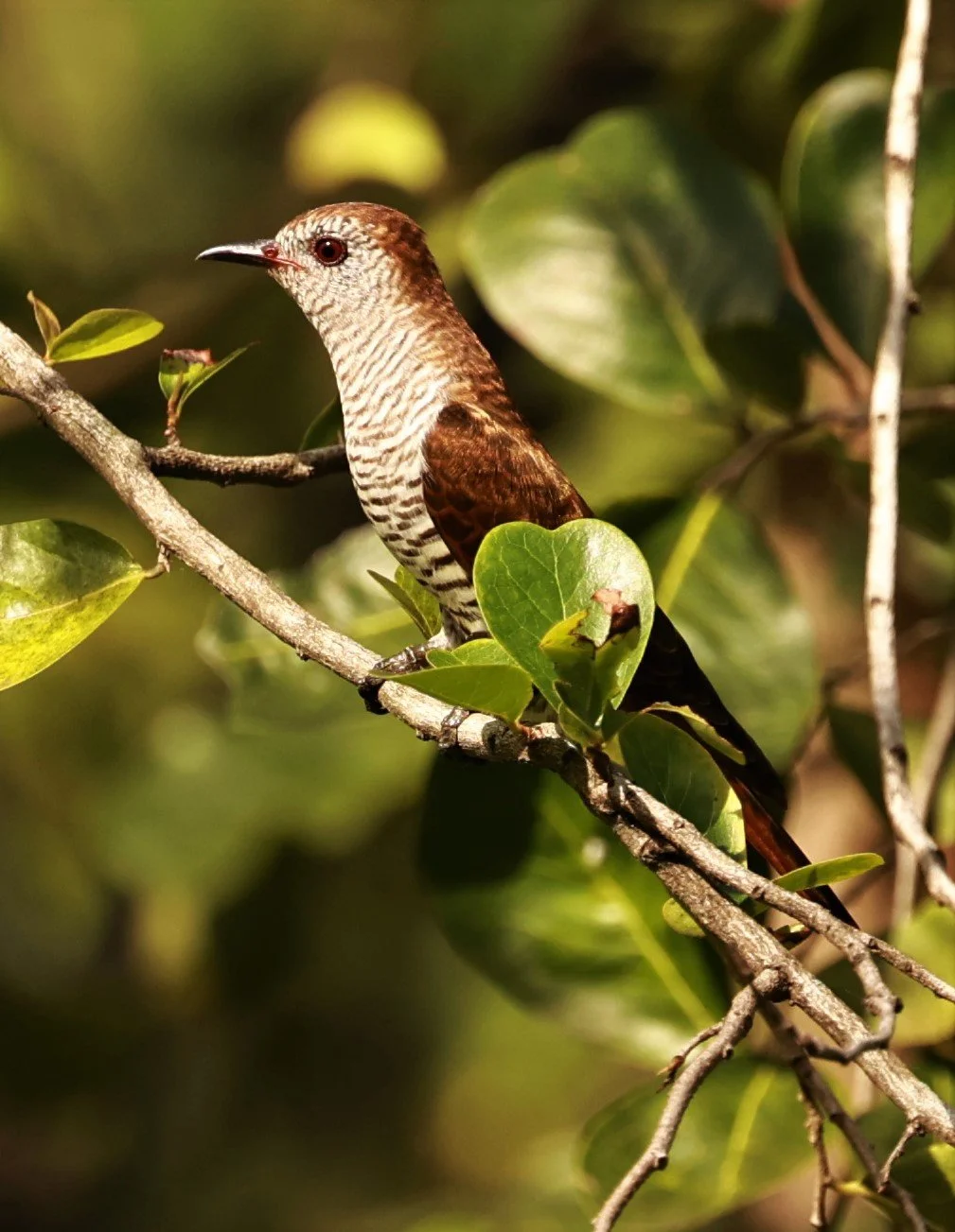 Violet Cuckoo (Chrysococcyx xanthorhynchus) Rama IX Park Bangkok (31).jpg