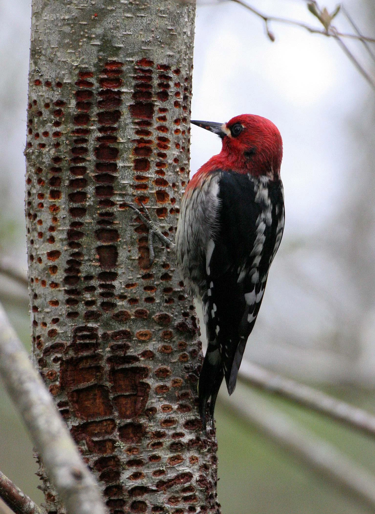 BIRD - WOODPECKER - SAPSUCKER - RED-BREASTED SAPSUCKER - SPHYRAPICUS RUBER - LAKE FARM TRAILS WA (26).JPG