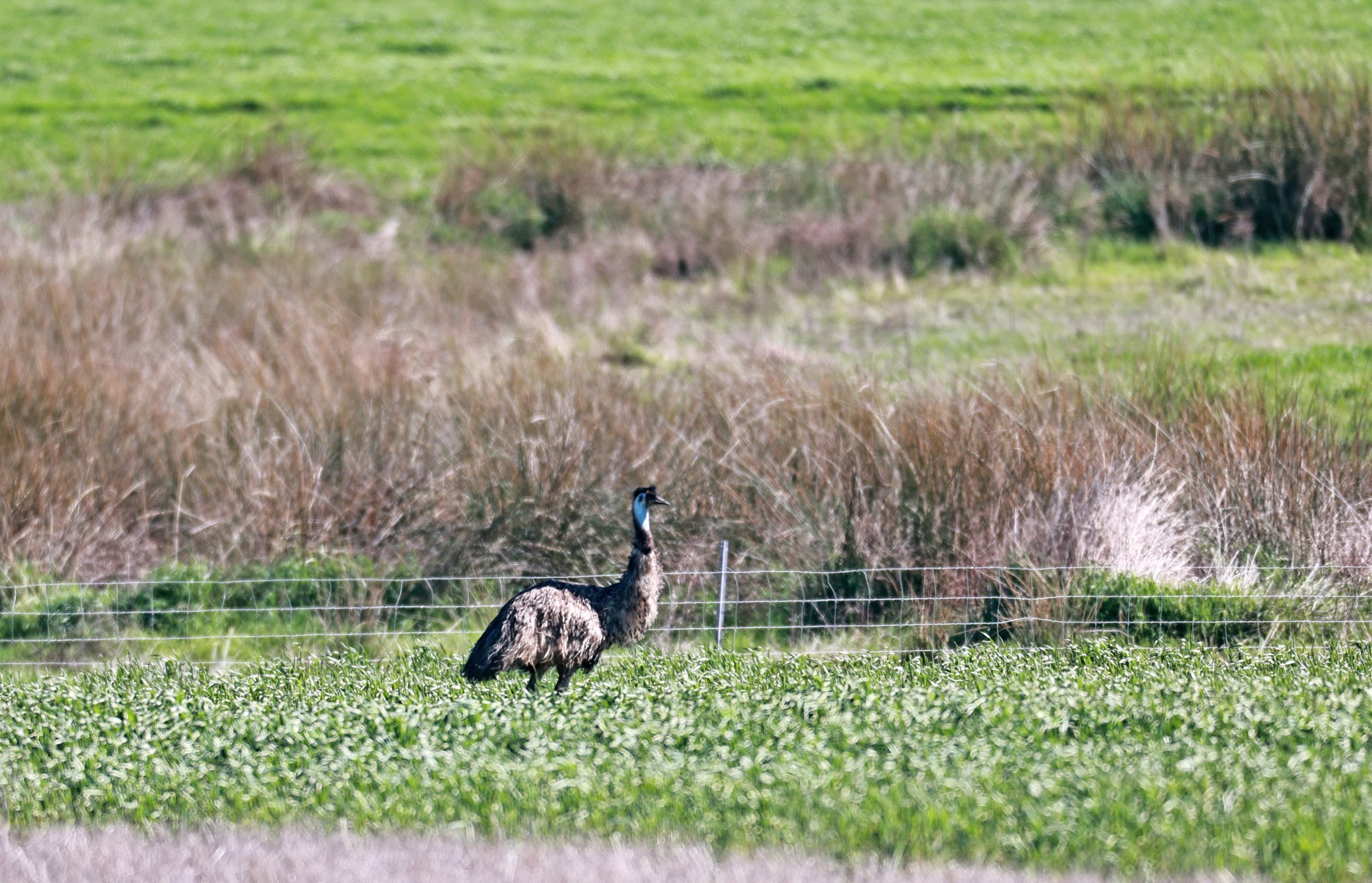 Emu (Dromaius novaehollandiae) Stirling Range NP - Western Australia (50).jpg