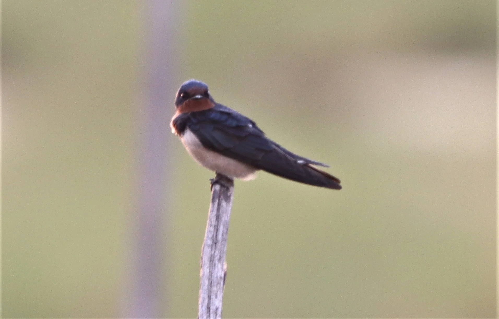 Barn Swallow (Hirundo rustica) Muang Boran Wetlands Samut Prakan (2).jpg