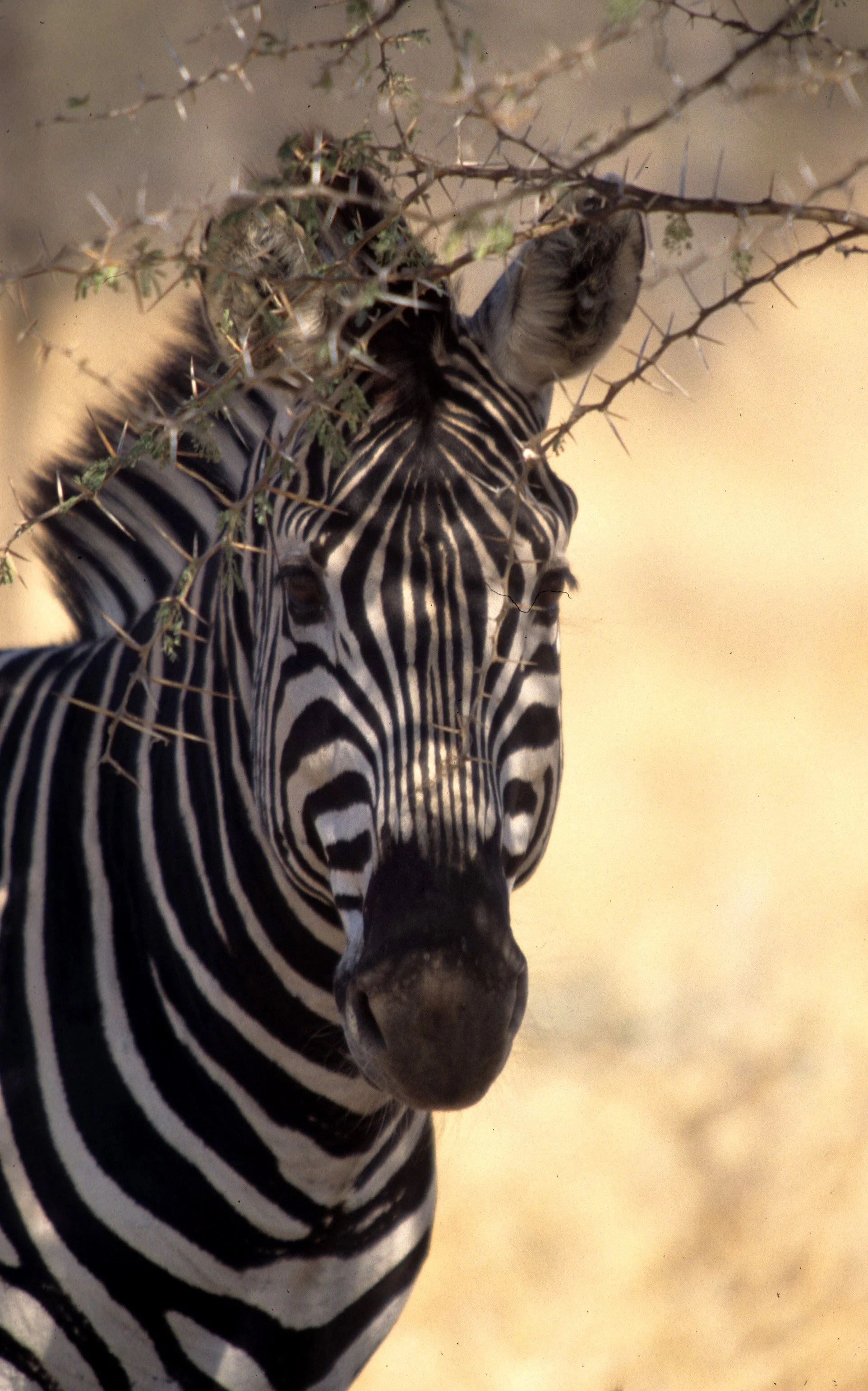 EQUIN - ZEBRA - BURCHELLS - KRUGER (11).jpg