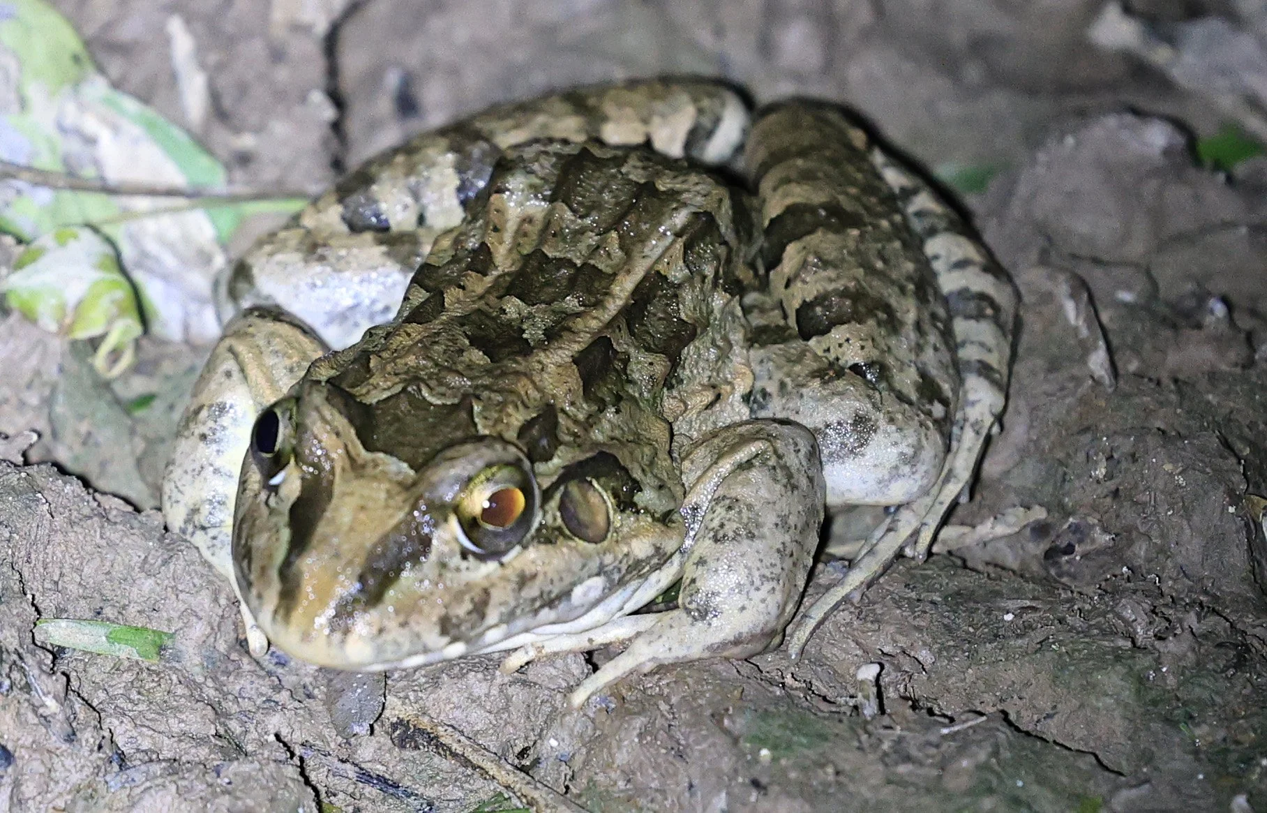 Chaco Frog (Leptodactylus chaquensis) Reserva Natural Canada el Carmen, Paraguay