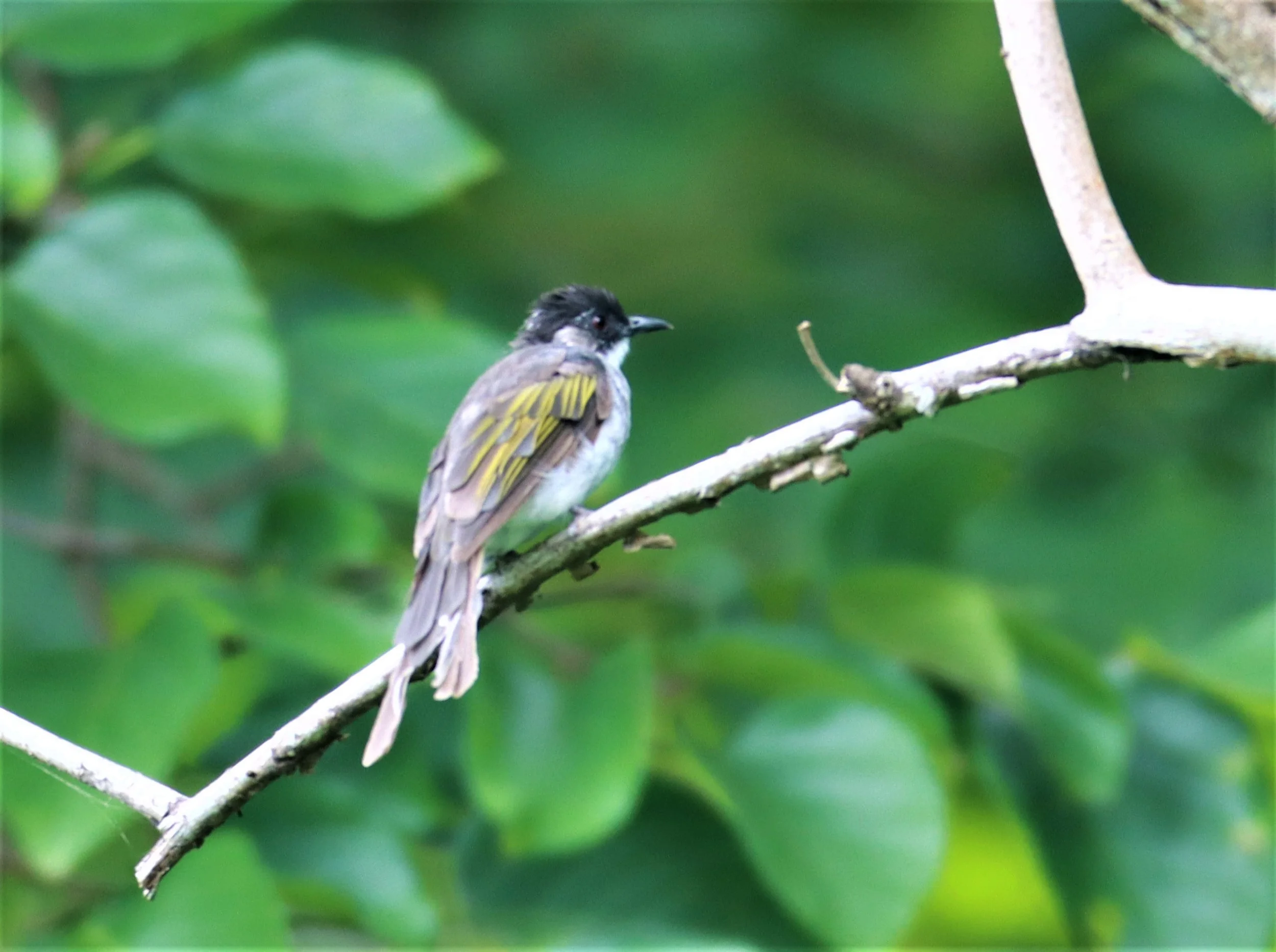 BULBUL - ASHY BULBUL - Hemixos flavala - CHONG YEN CAMPSITE MAE WONG NATIONAL PARK (5).jpg