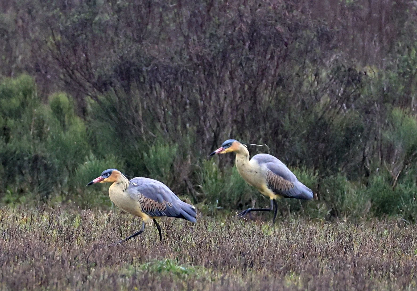 Whistling Heron (Syrigma sibilatrix) El Palmar National Park, Entre Rios, Argentina (15).jpg