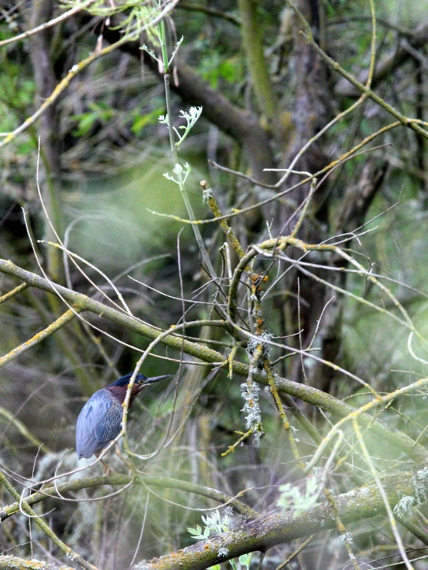 HERON - GREEN HERON - Butorides virescens -  COSUMNES RIVER PRESERVE CALIFORNIA (2).JPG