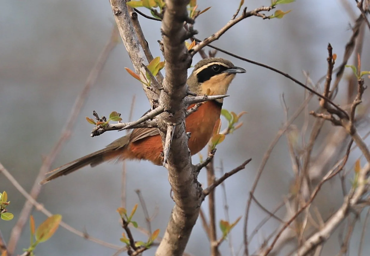 Olive-crowned Crescentchest (Melanopareia maximiliani) Selva Serena Natural Reserve (6).jpg