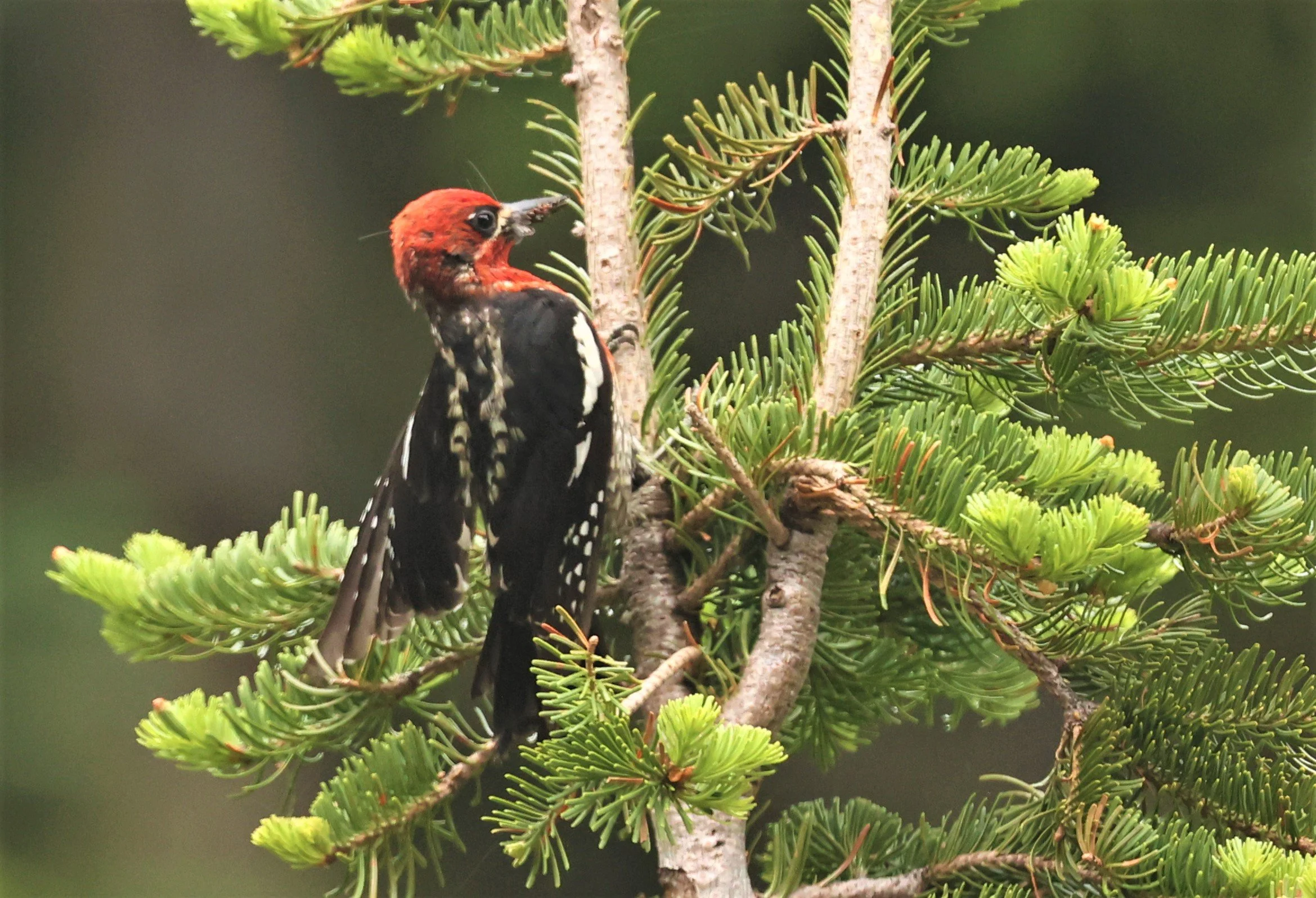Sphyrapicus ruber - RED-BREASTED SAPSUCKER - MOUNT RAINIER NATIONAL PARK WASHINGTON (18).jpg