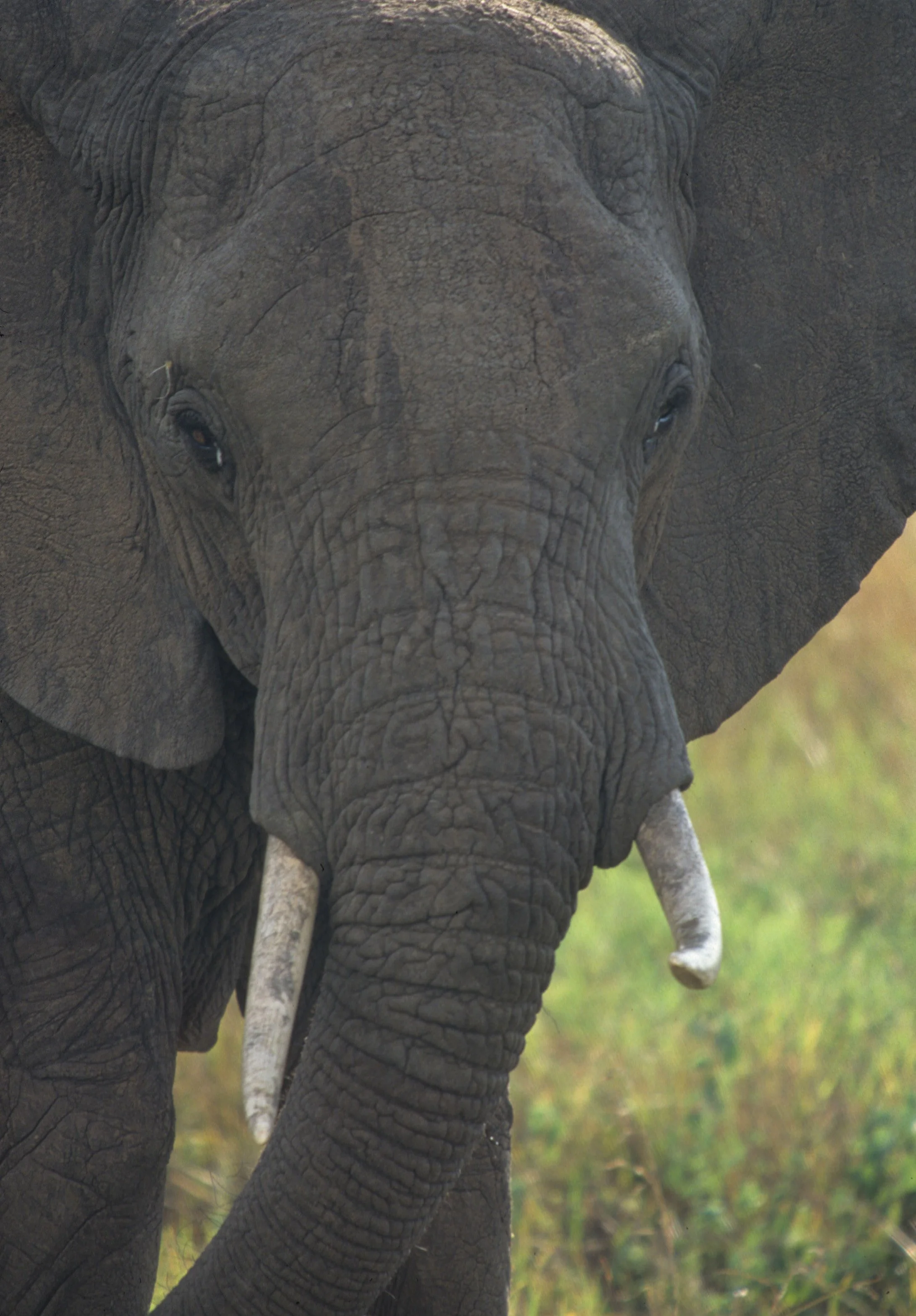 ELEPHANT - SERENGETI 57.jpg