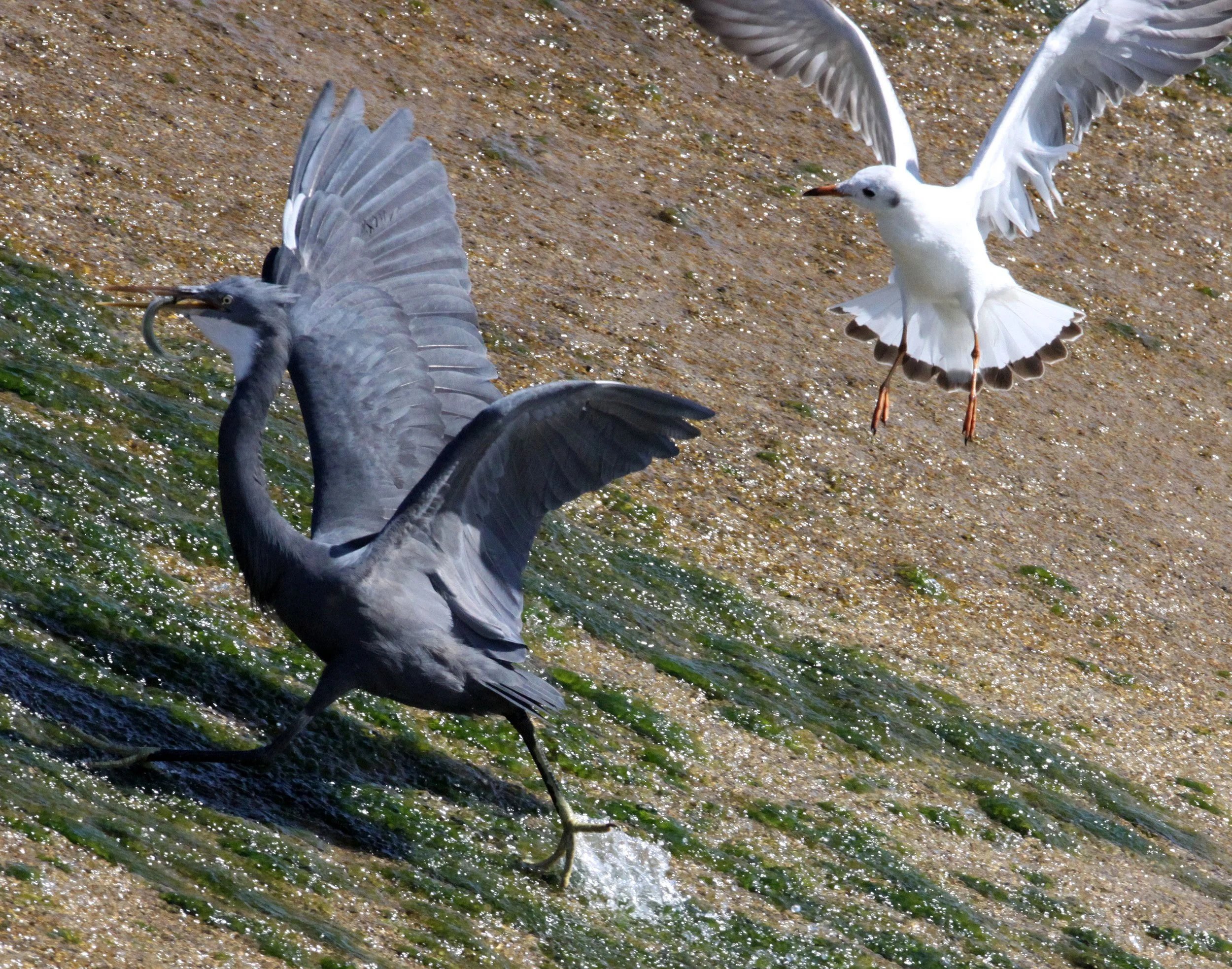 INDIAN REEF HERON (EGRET) - Egretta gularis - BEING HARRASSED BY BROWN-HEADED GULL - SOMCHAT GUJARAT INDIA (21).JPG