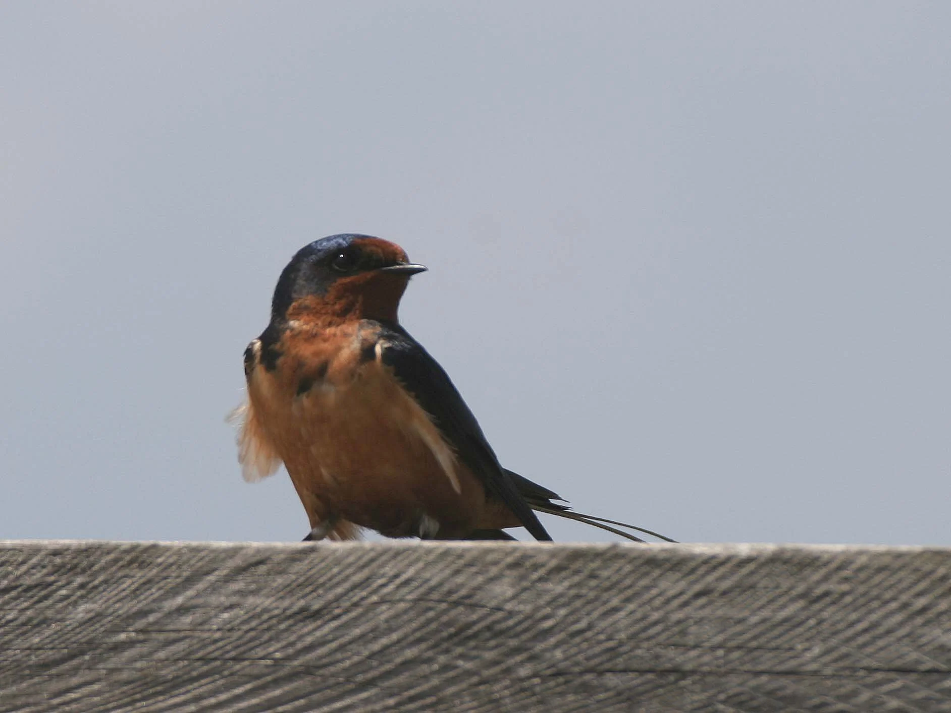 Barn Swallow (Hirundo rustica) Lake Baikal Selenga Delta Russia (6).jpg