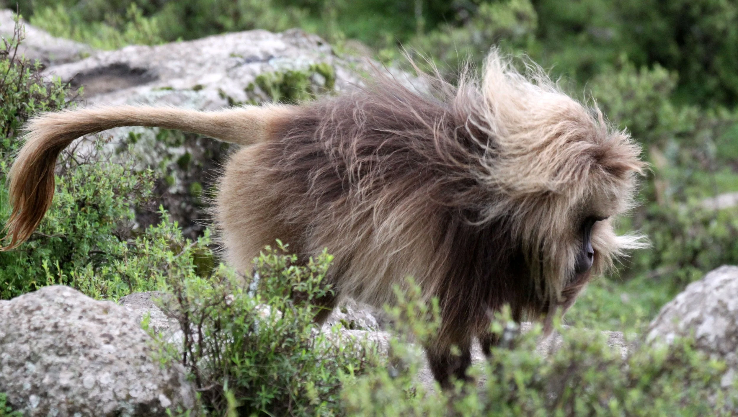 CERCOPITHECIDAE - Theropithecus gelada - GELADA - SIMIEN MOUNTAINS NATIONAL PARK ETHIOPIA (1513).JPG