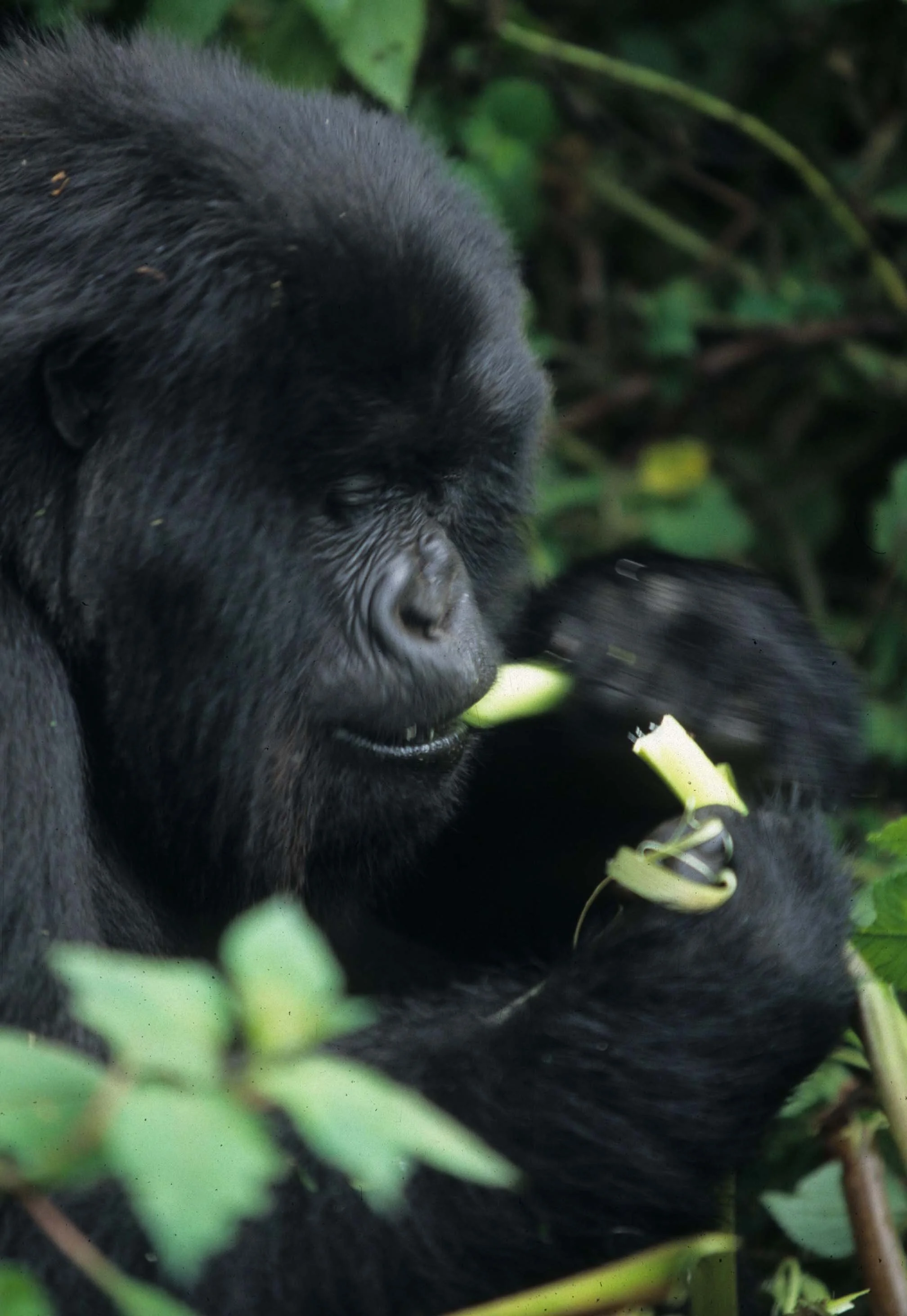 PRIMATE - GORILLA-RWANDA PARC DU VULCANS (77).jpg