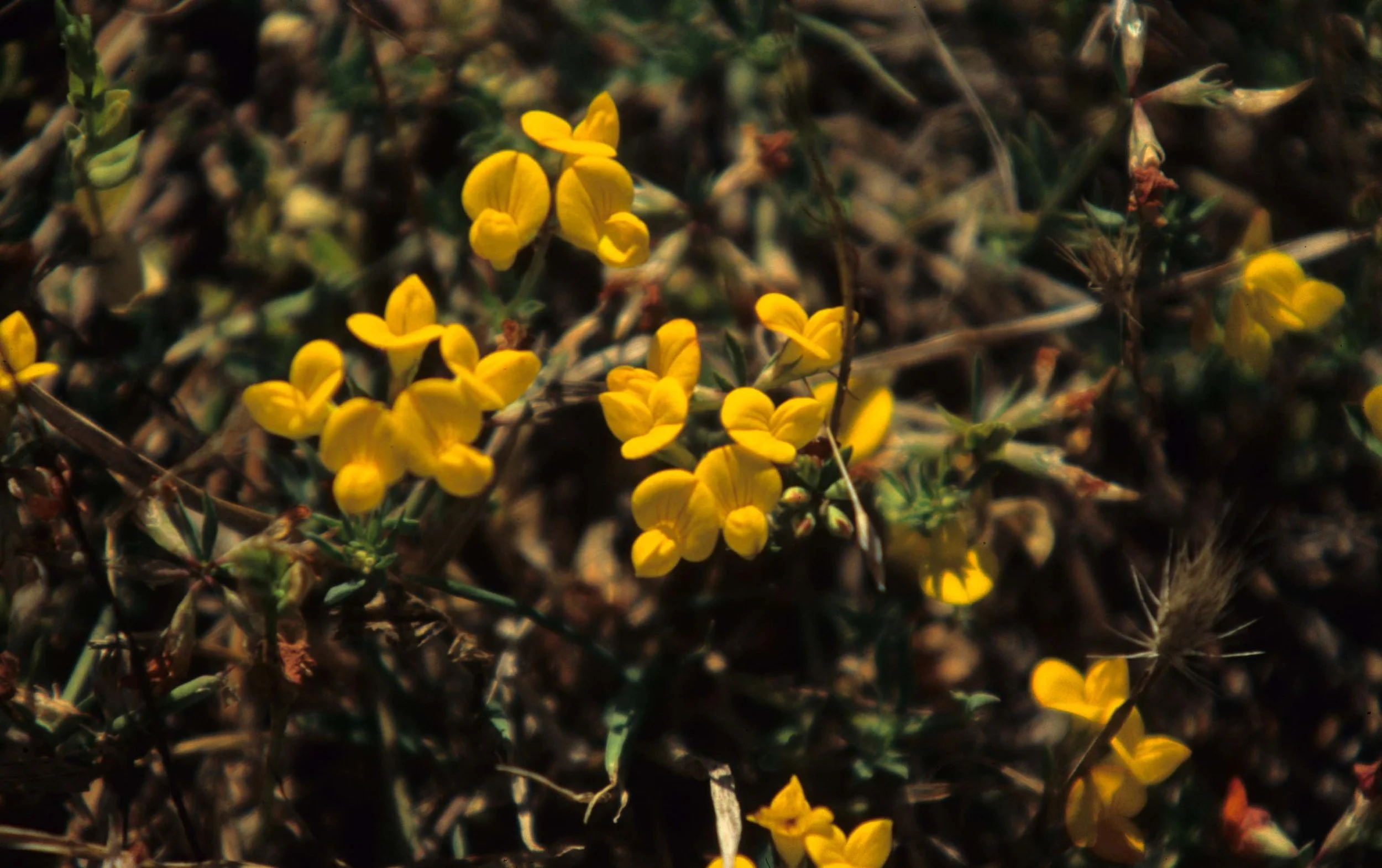 CALIFORNIA - REDWOODS NP - LEGUMINOSAE SPECIES.jpg