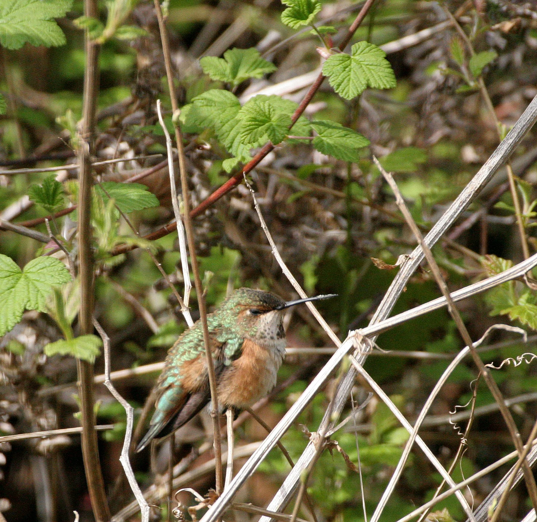 Selasphorus rufus - RUFOUS HUMMINGBIRD - LAKE FARM WA  (10).JPG
