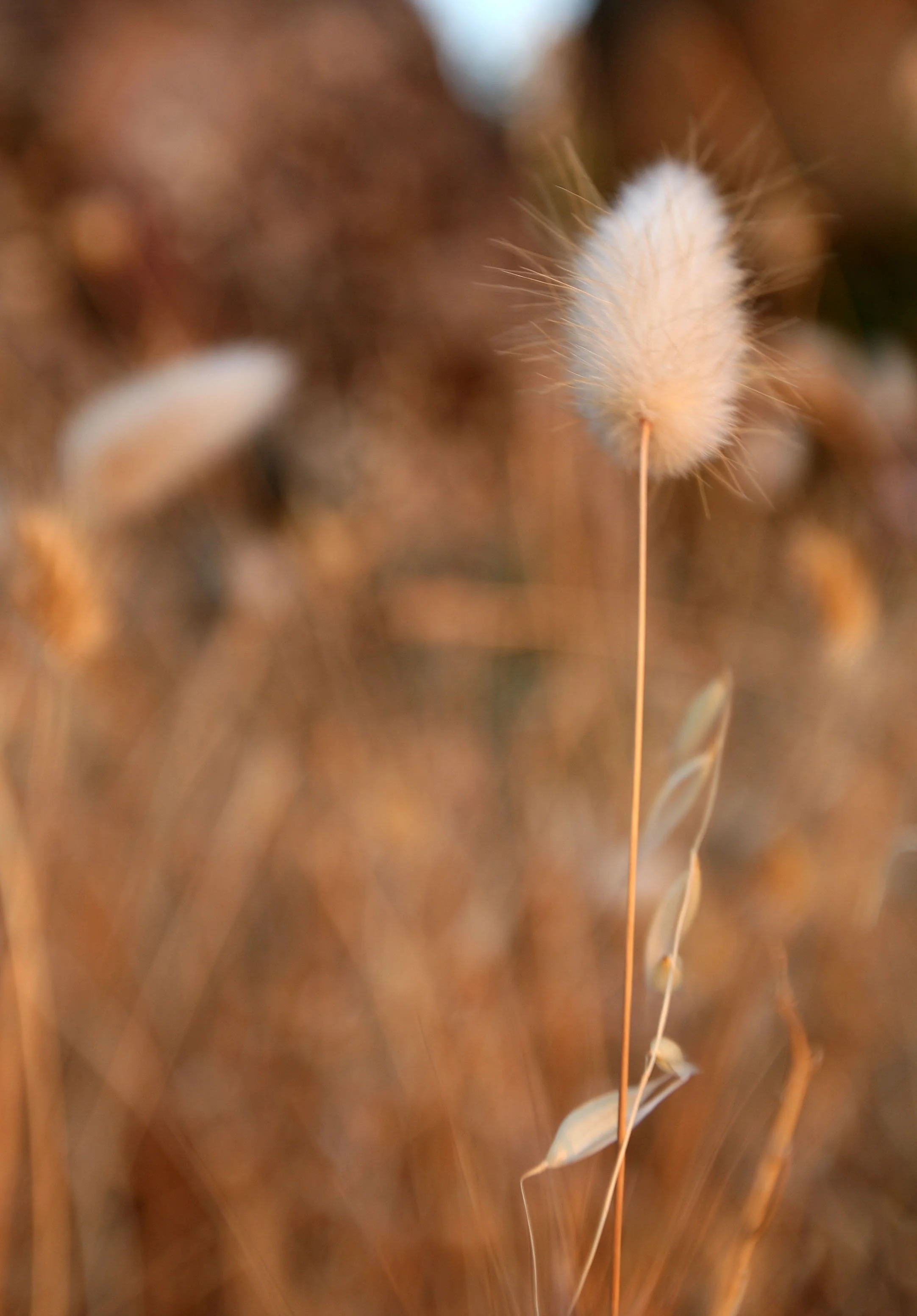 SIERRA DE ANDUJAR SPAIN (28).JPG