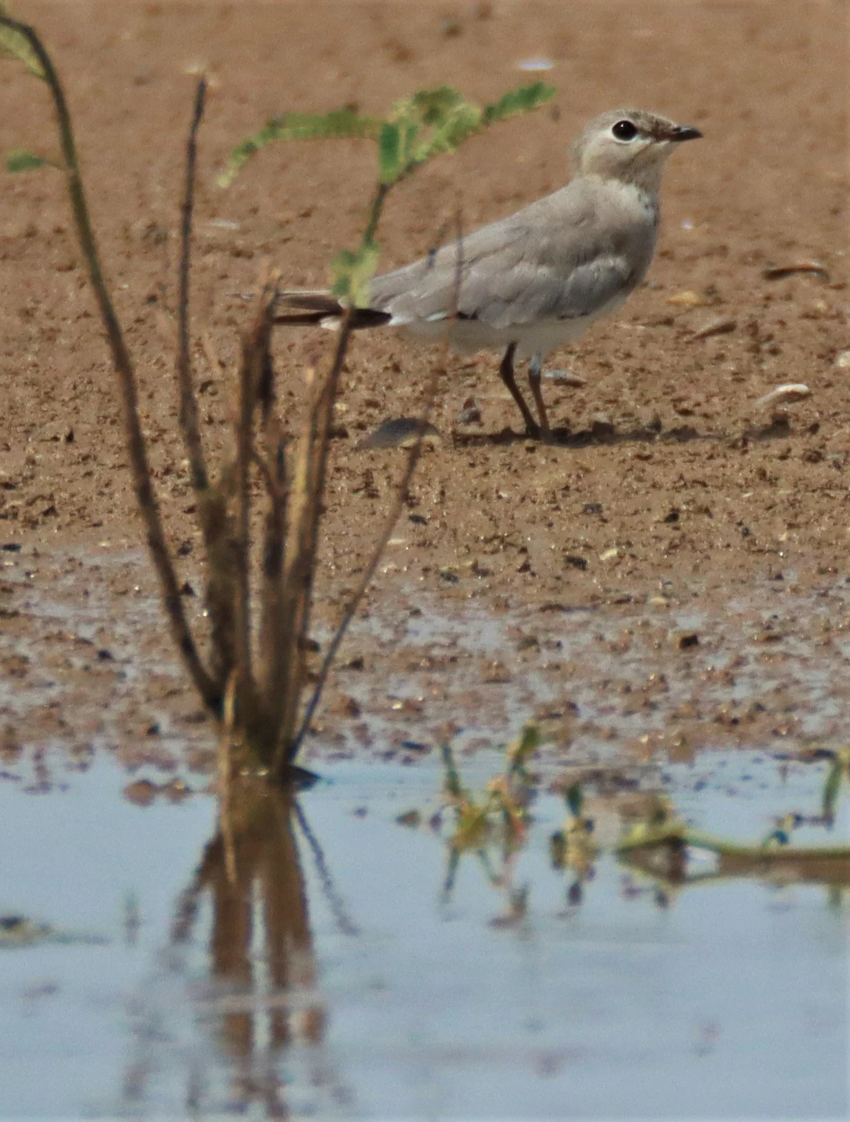 PRATINCOLE - SMALL PRATINCOLE - Glareola lactea - BUENG BORAPHET NAKHON SAWAN AUGUST 2021 (1).jpg