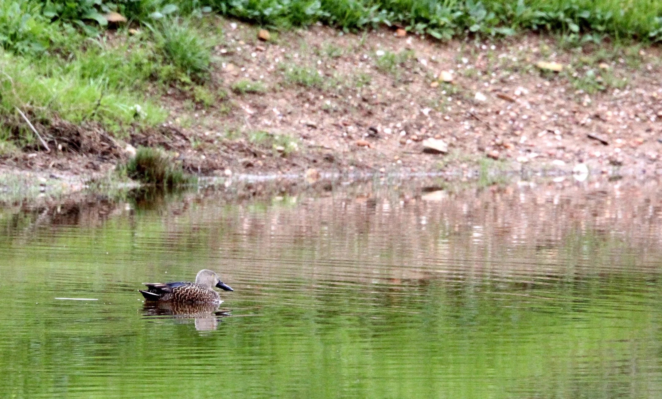 SHOVELER - CAPE SHOVELER - Spatula smithii - BONTEBOK NATIONAL PARK SOUTH AFRICA (2).JPG