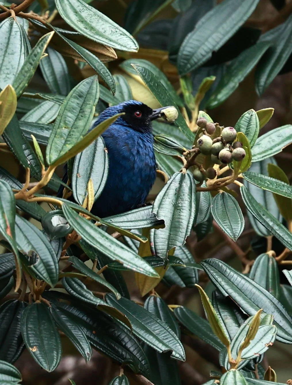 Flowerpiercer - Masked Flowerpiercer - Diglossa cyanea - Termas Papallacta, Napo near Cayambe Coca National Park (7).jpg