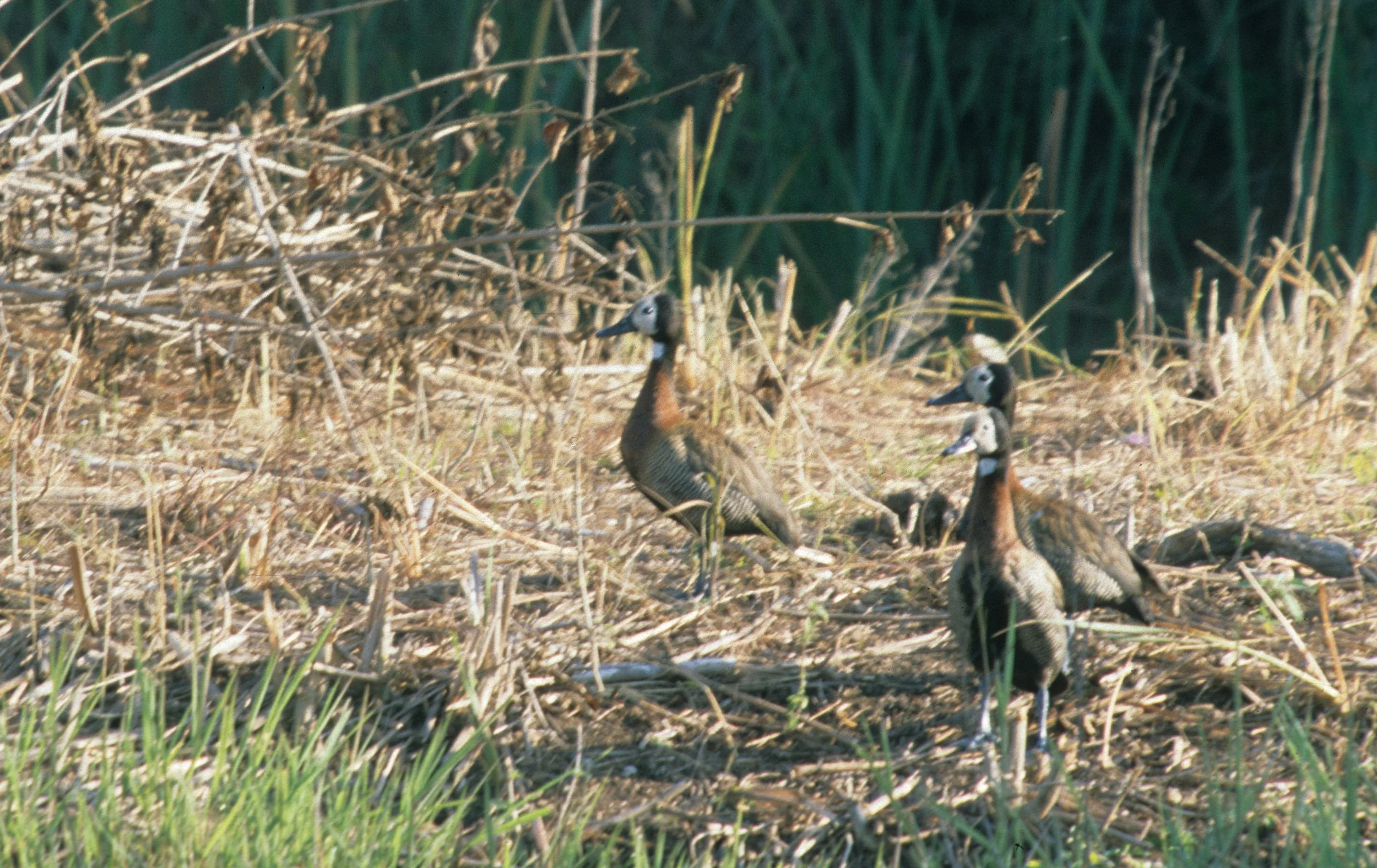 BIRDS - DUCK - WHITEFACED - RSA B.jpg