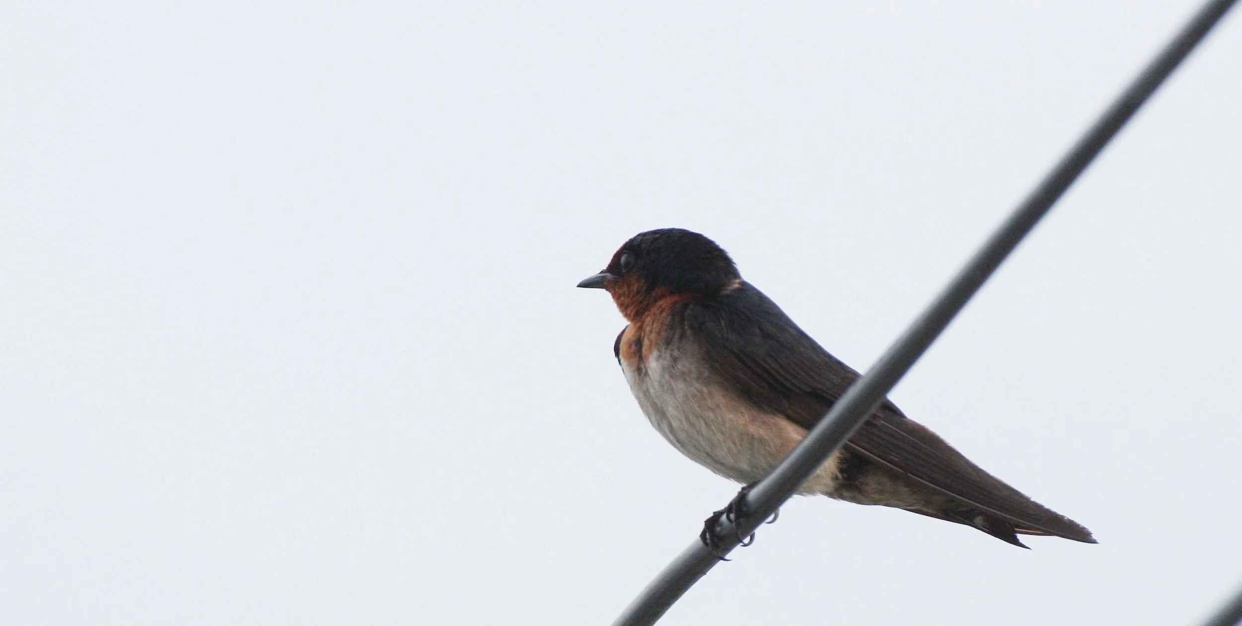 Pacific Swallow (Hirundo tahitica) Pak Nakhon Thailand (7).JPG