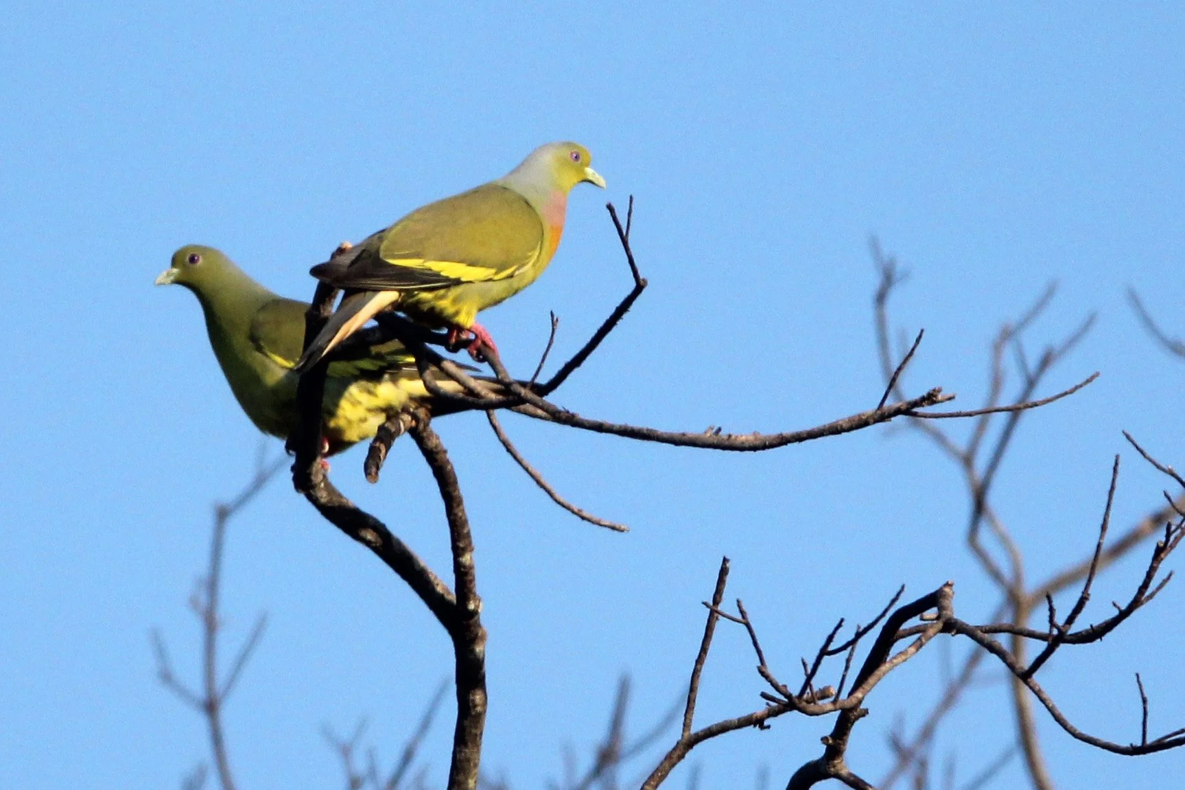 Orange-breasted Green-Pigeon (Treron bicinctus) Udawalawa NP Sri Lanka (9).JPG