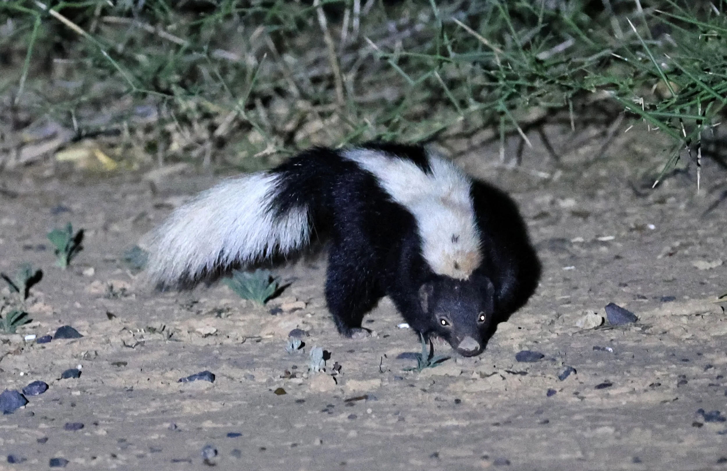 Molina's Hog-nosed Skunk (Conepatus chinga) Estancia Campo'í Paraguay (157).jpg