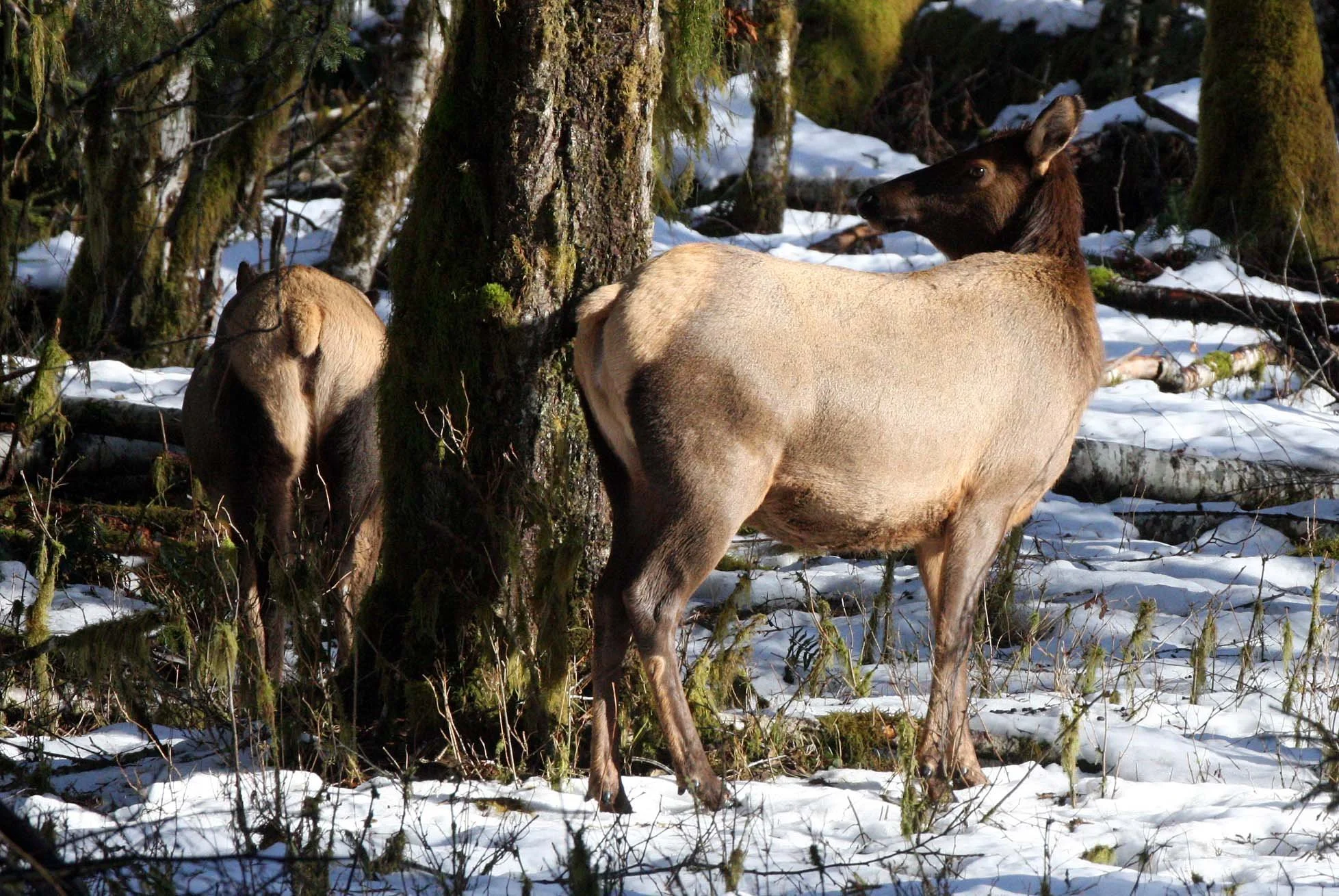 CERVID - ELK- ROOSEVELT ELK - HOH RAINFOREST WA (10).JPG