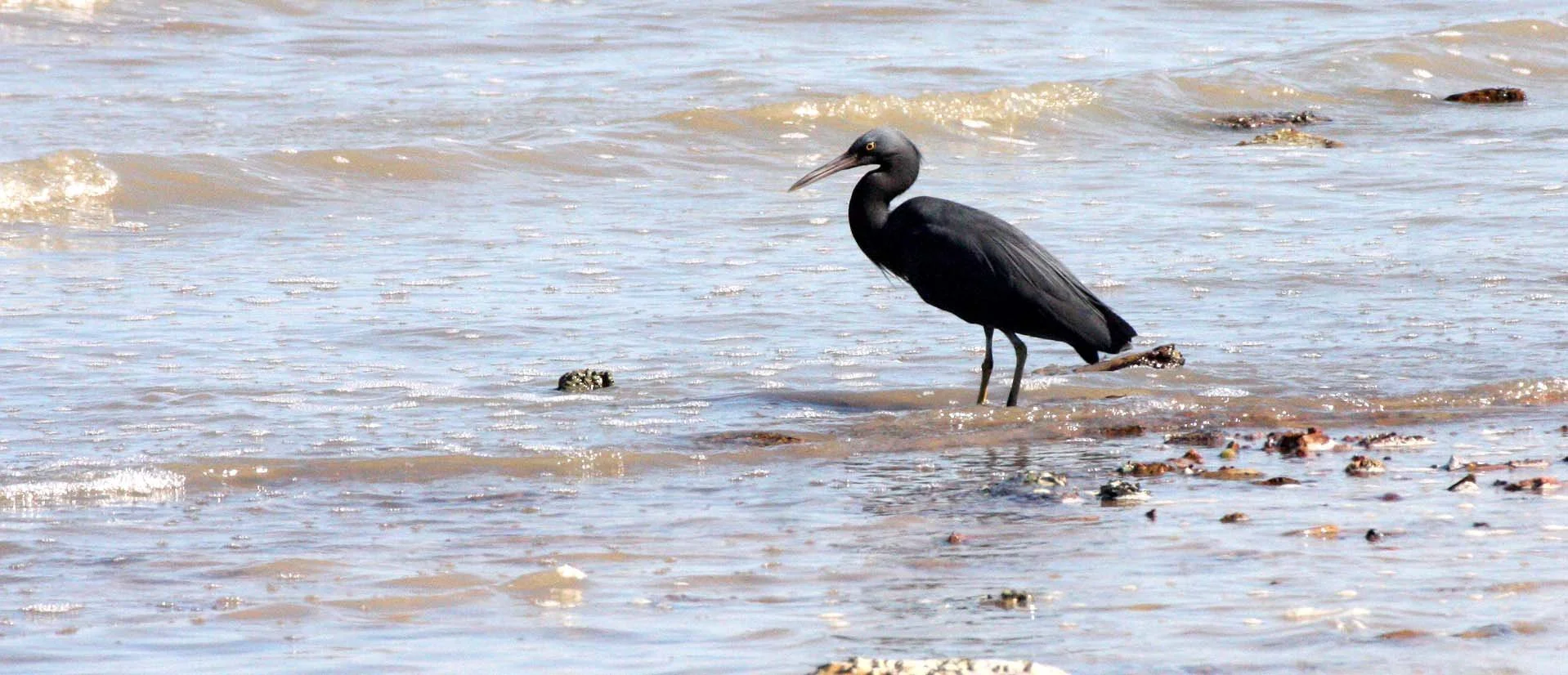 EGRET - PACIFIC REEF EGRET - Egretta sacra - KOH LANTA  (9).JPG
