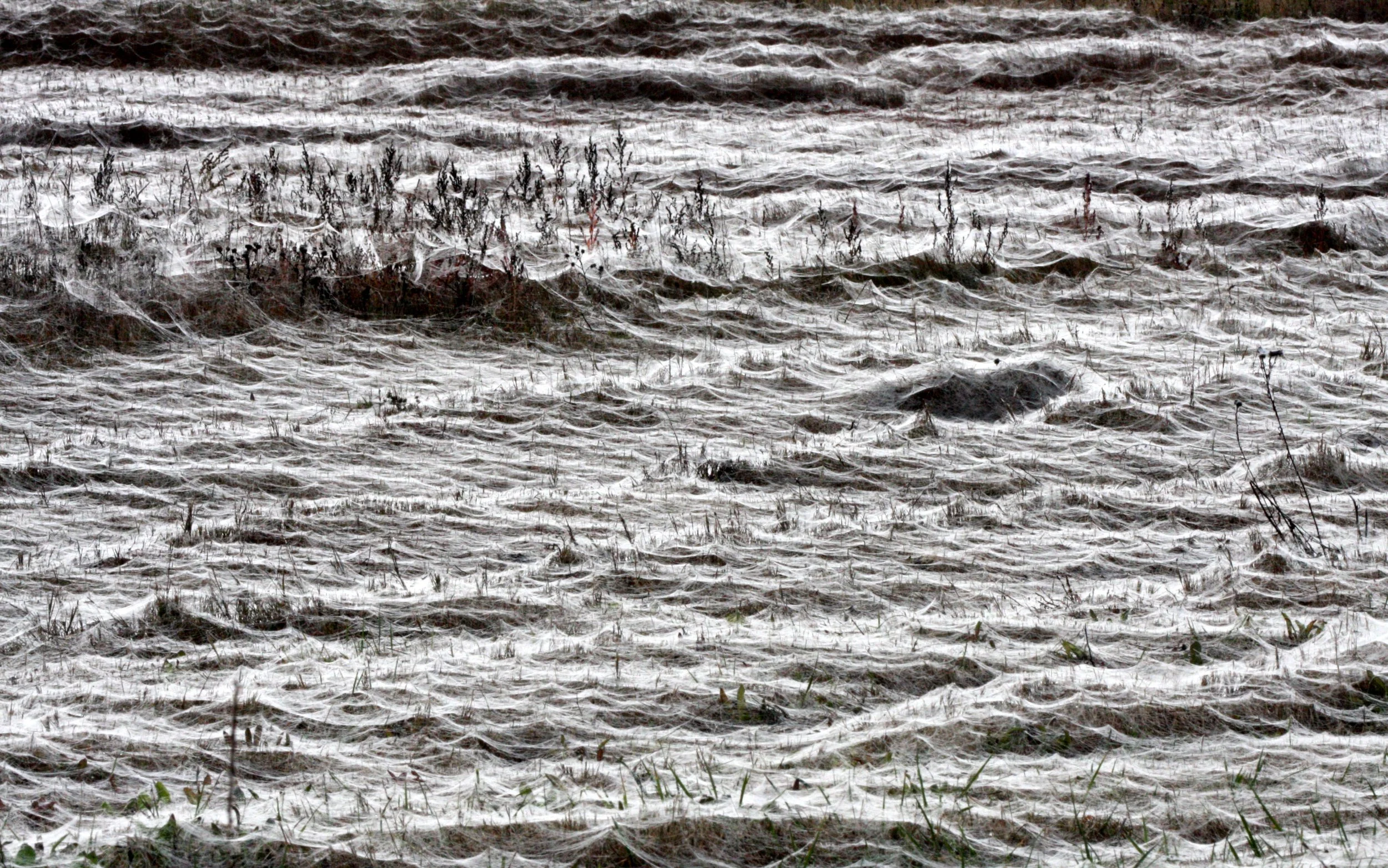 SEQUIM PRAIRIE - SPIDER WEBS (3).JPG