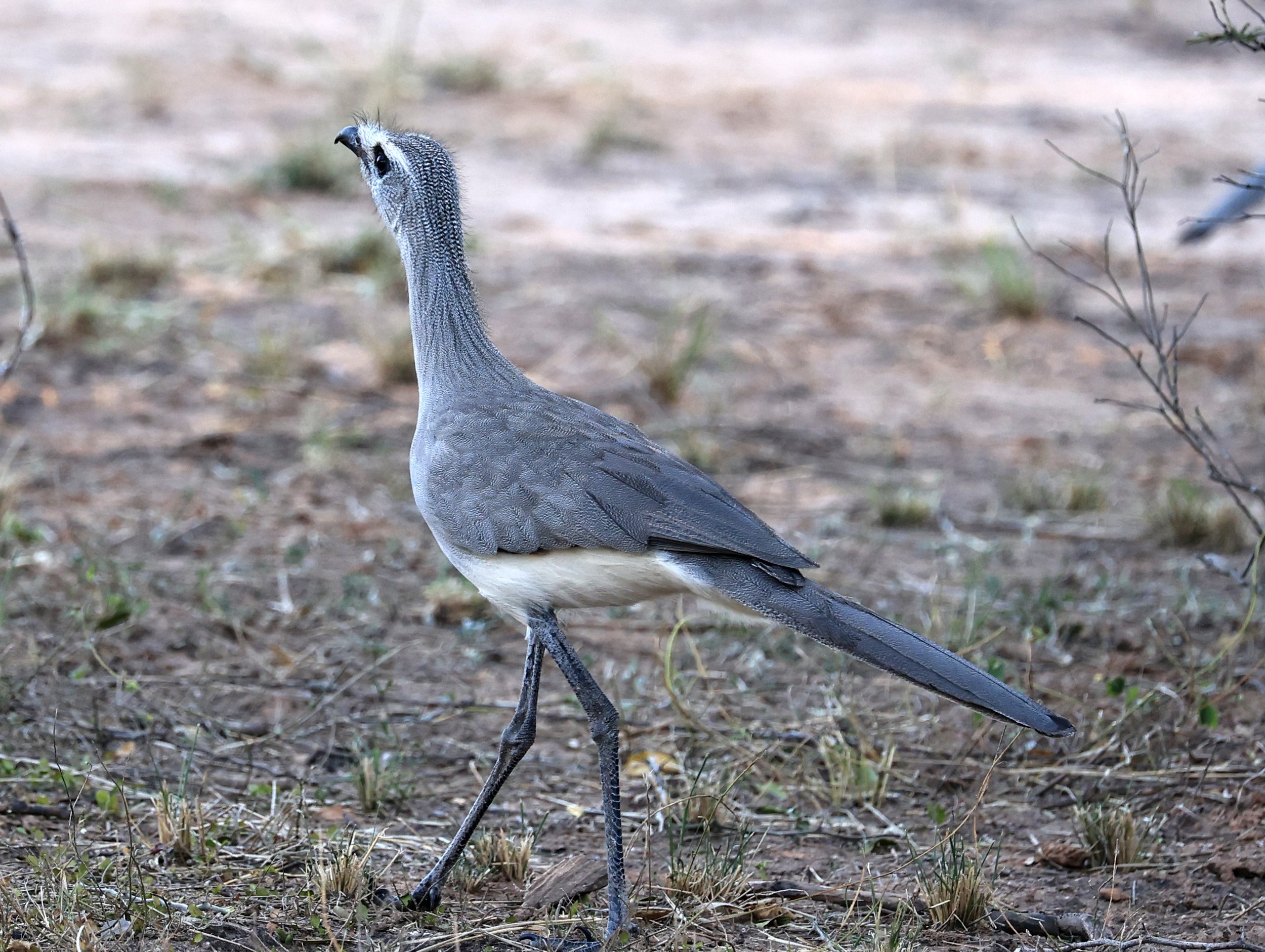 Black-legged Seriema (Chunga burmeisteri) Parque Nacional Teniente Agripino Enciso (43).jpg