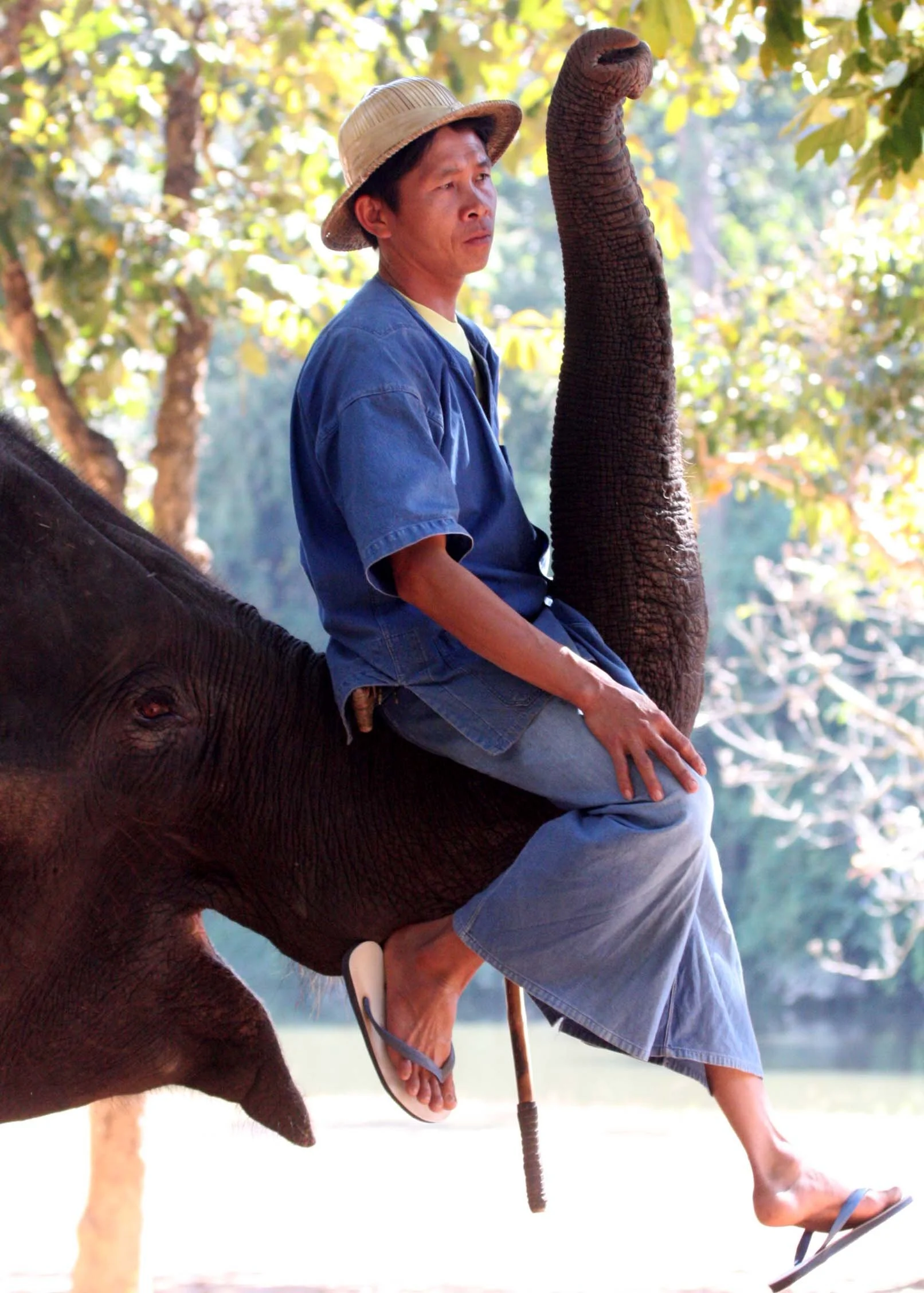 2008 Lampang City & Elephant Center (46).JPG